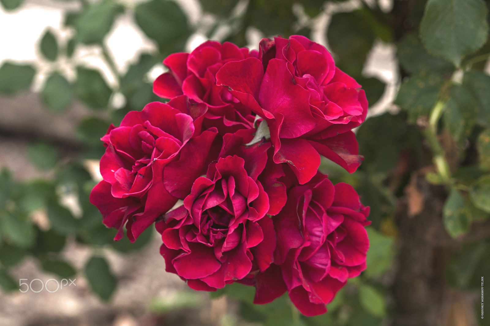 Sigma 105mm F2.8 EX DG OS HSM sample photo. Roses photography