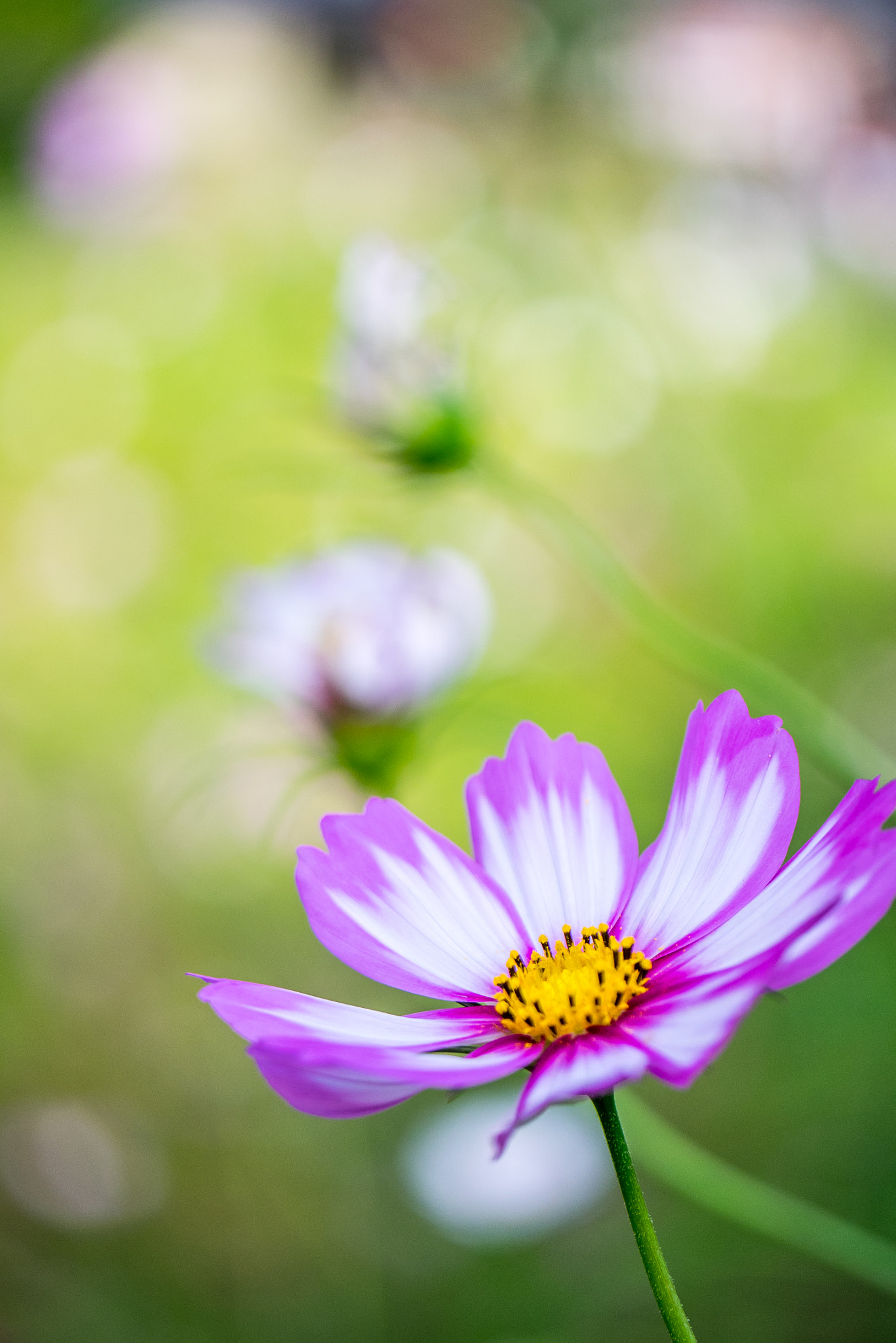 Panasonic Lumix DMC-GM1 sample photo. Cosmos photography