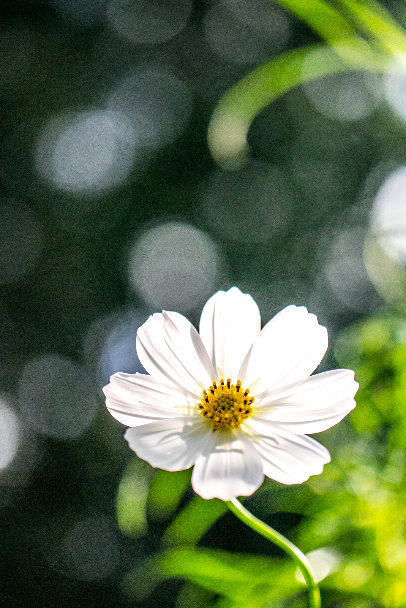 Panasonic Lumix DMC-GM1 sample photo. Cosmos photography