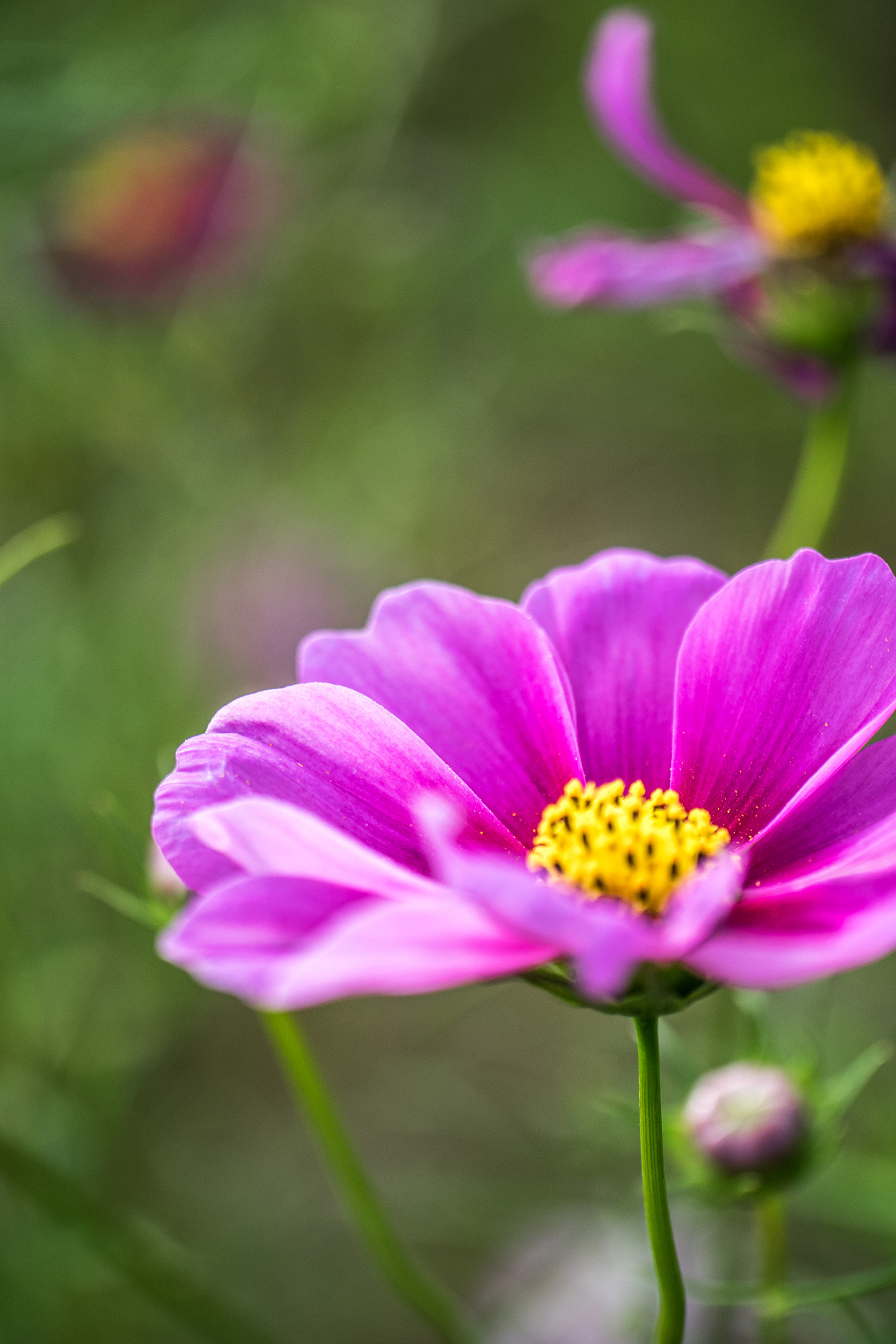Panasonic Lumix DMC-GM1 sample photo. Cosmos photography