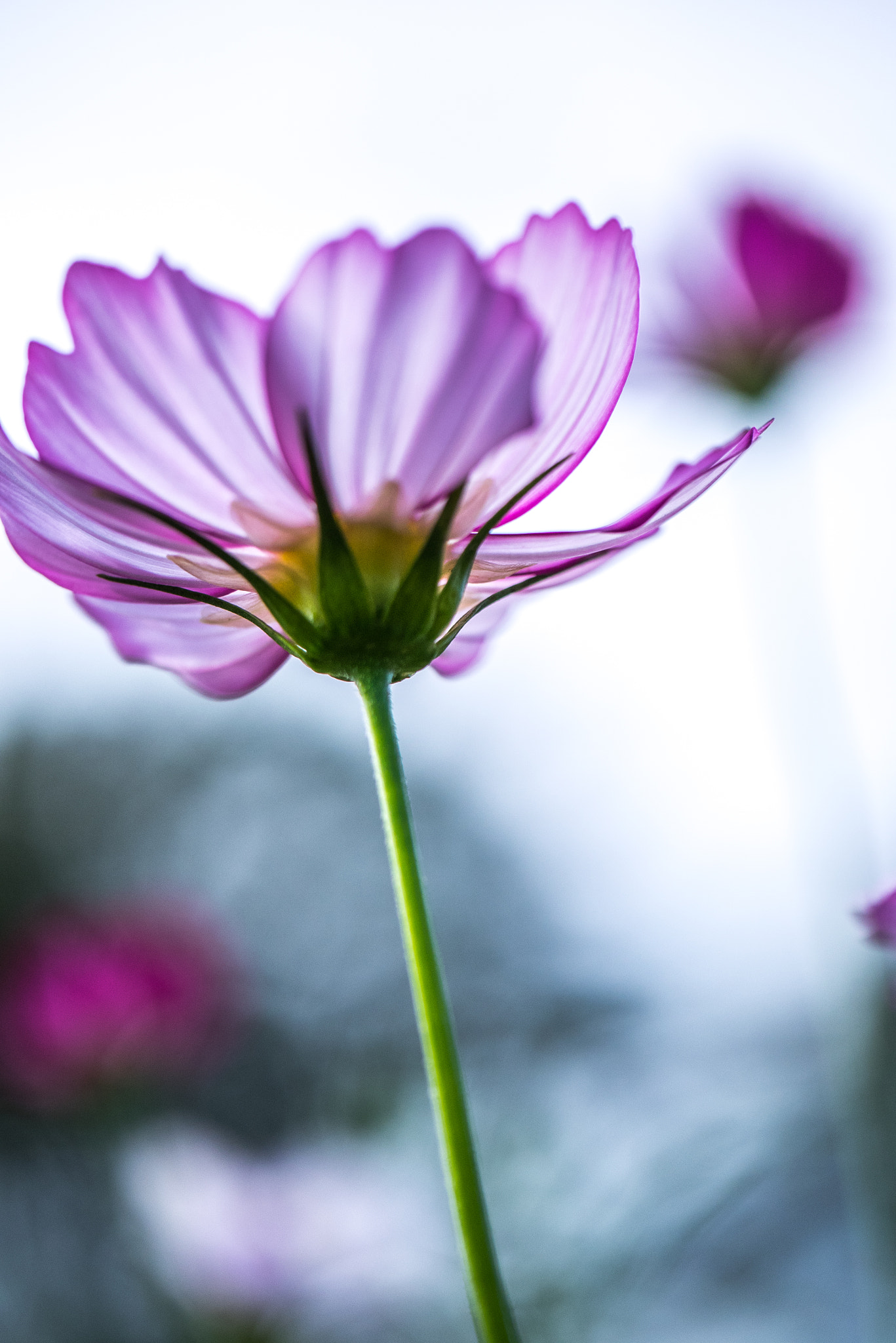Panasonic Lumix DMC-GM1 sample photo. Cosmos photography