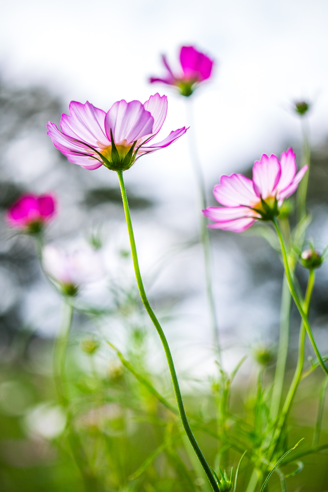 Panasonic Lumix DMC-GM1 sample photo. Cosmos photography