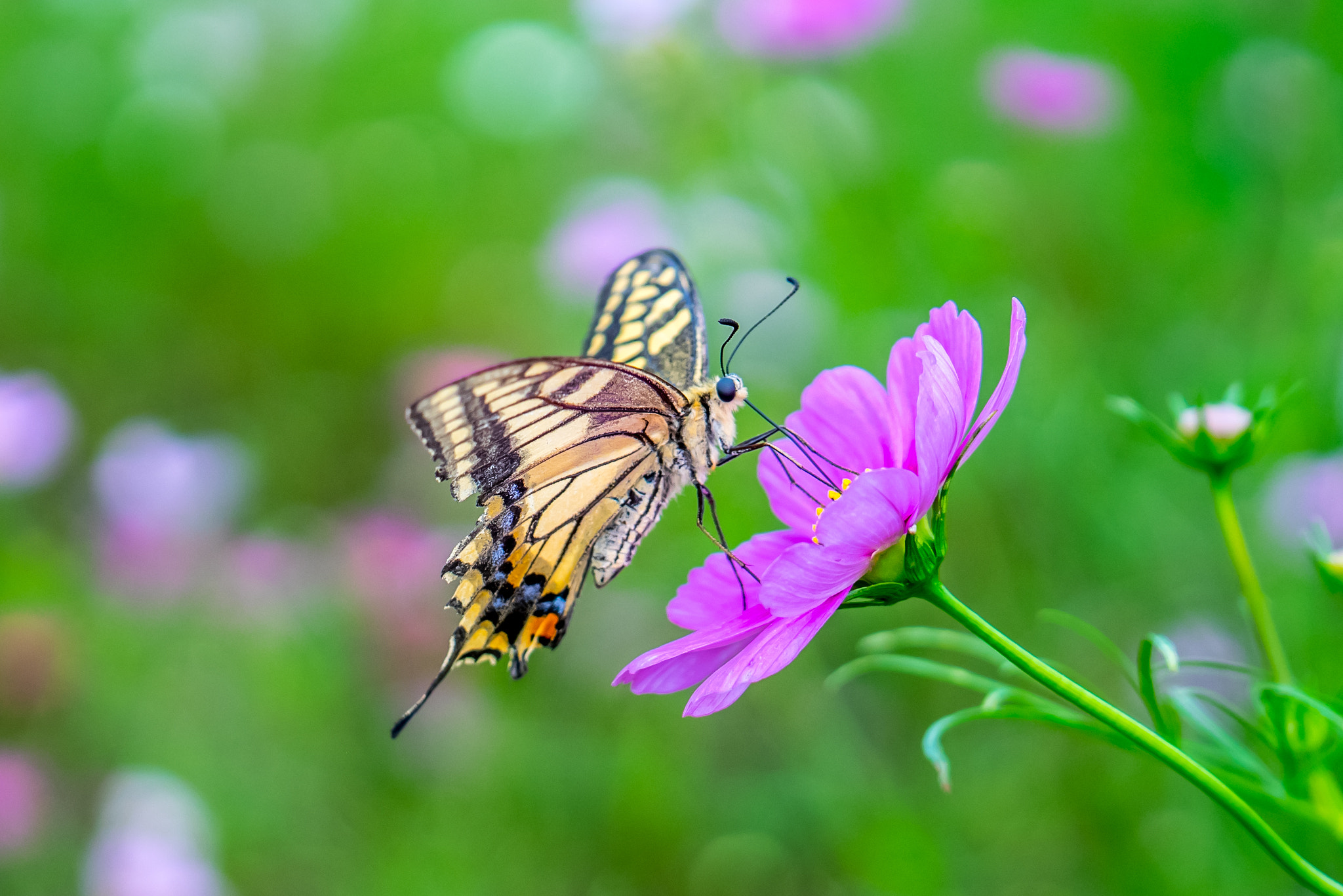Panasonic Lumix DMC-GM1 sample photo. Cosmos photography
