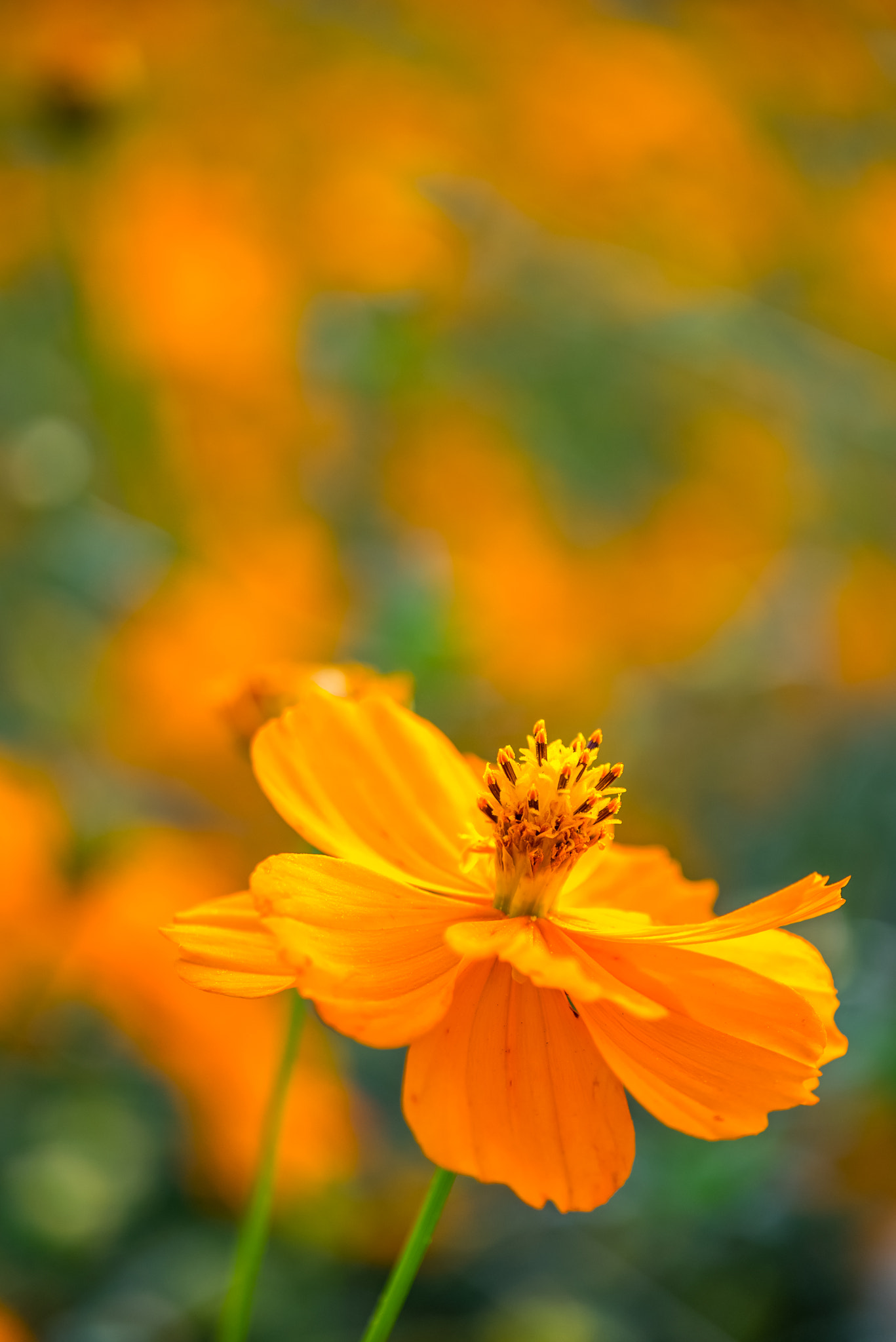 Panasonic Lumix DMC-GM1 sample photo. Cosmos photography