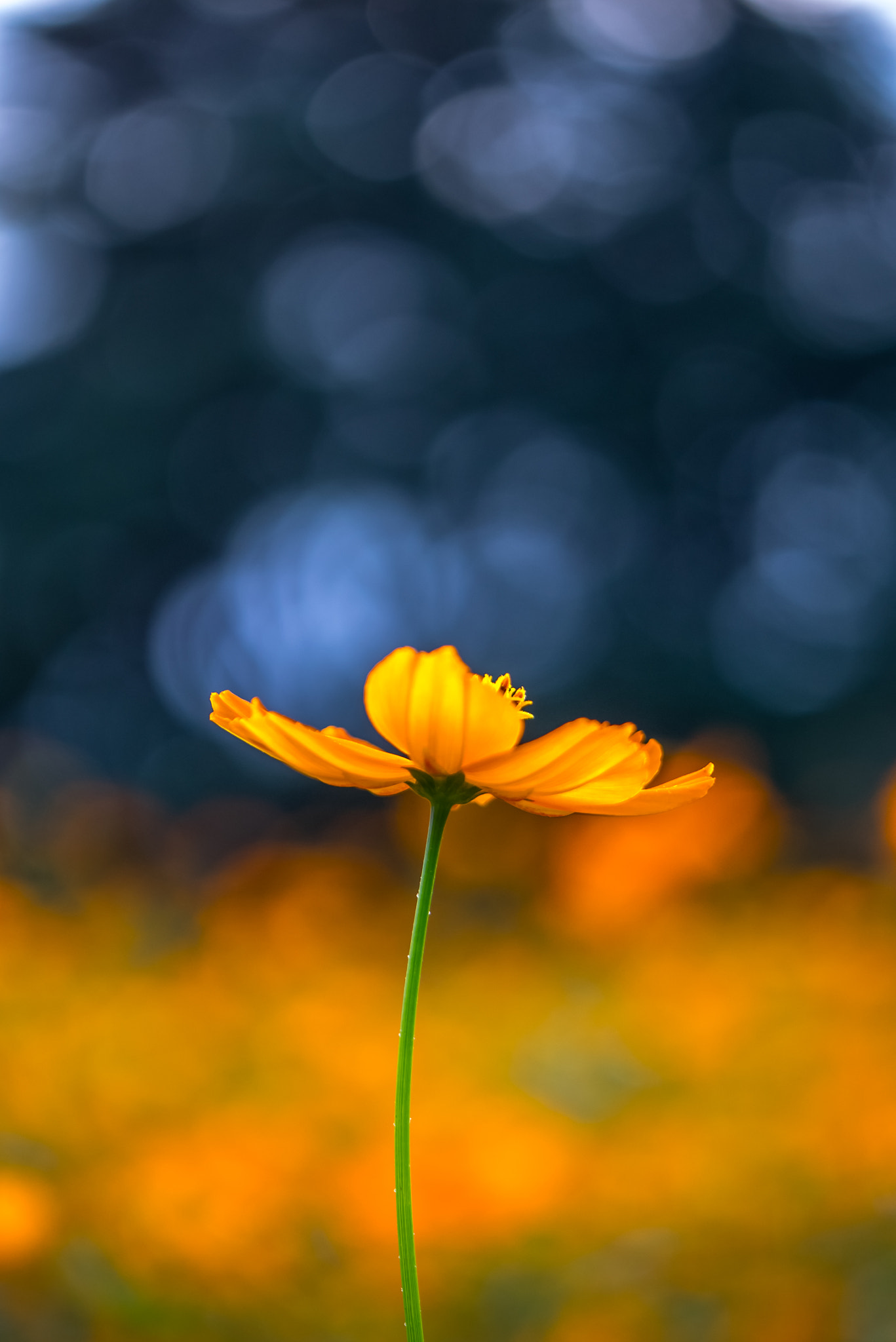 Panasonic Lumix DMC-GM1 sample photo. Cosmos photography