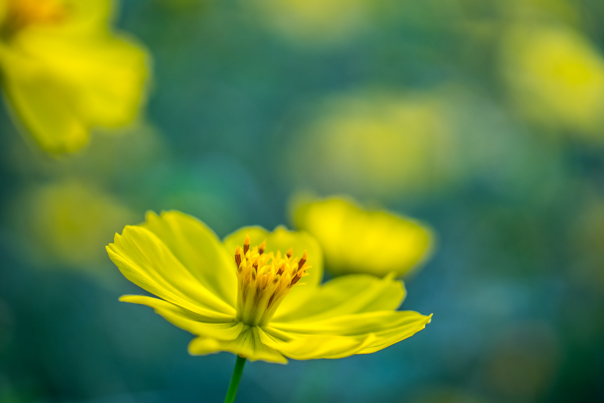 Panasonic Lumix DMC-GM1 sample photo. Cosmos photography