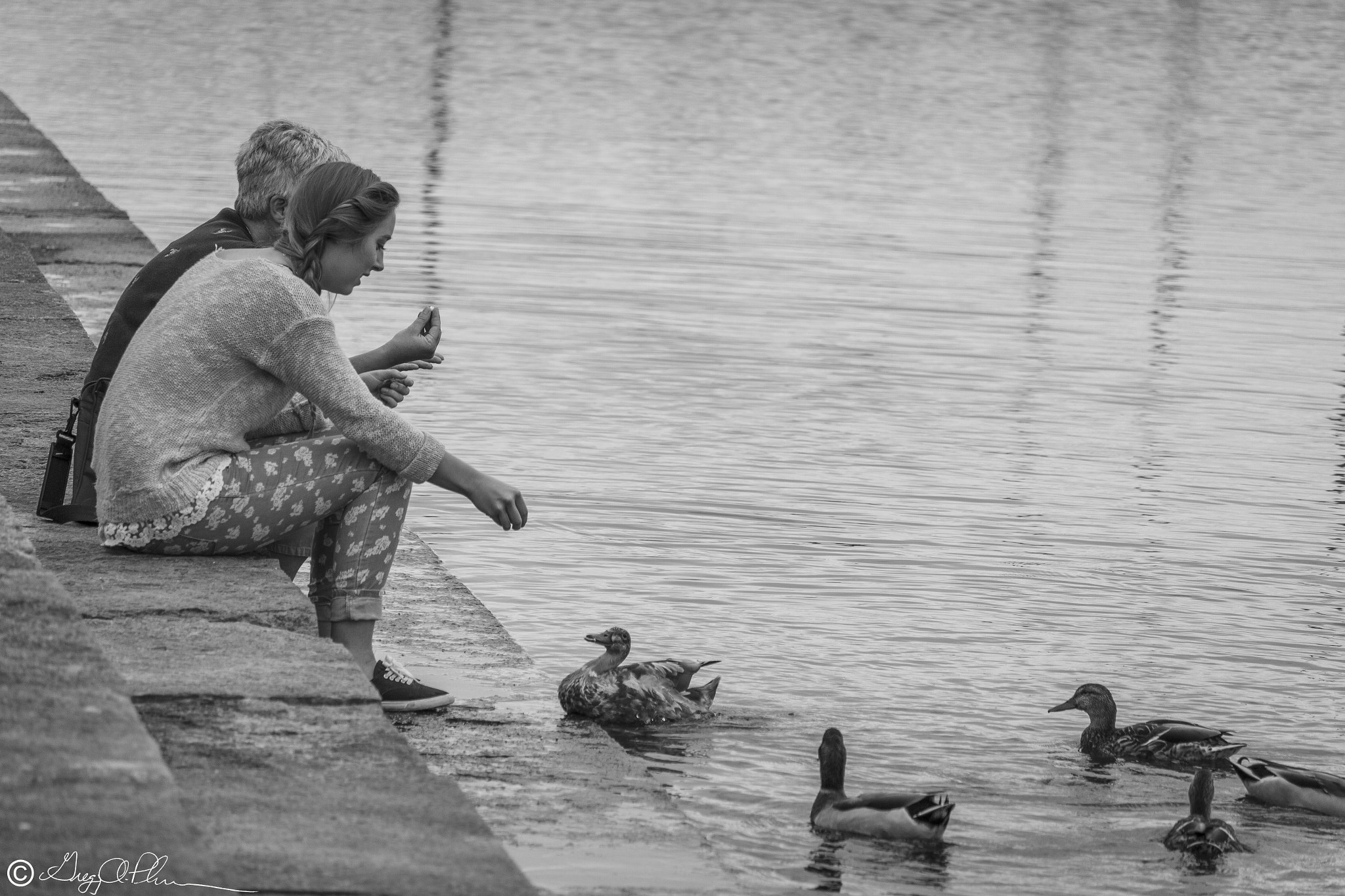 Canon EF-S 55-250mm F4-5.6 IS STM sample photo. Feeding the ducks photography