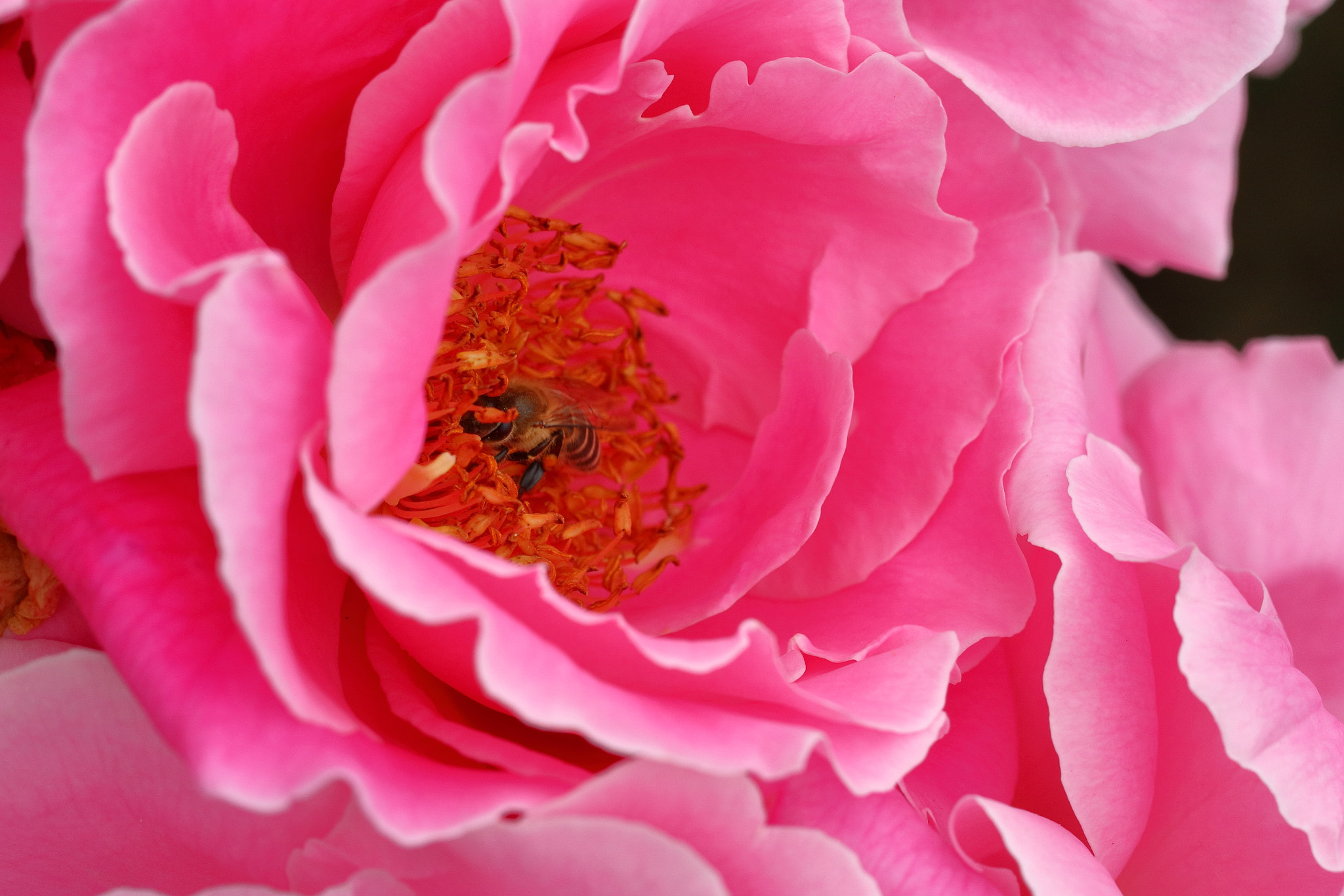 Canon EOS M3 sample photo. Bee hidding inside flower photography
