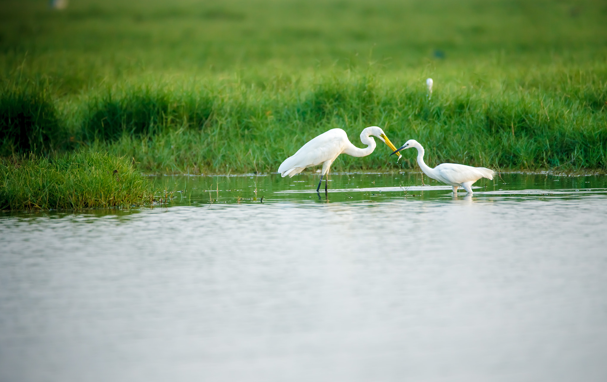 150-600mm F5-6.3 DG OS HSM | Contemporary 015 sample photo. Great egret photography