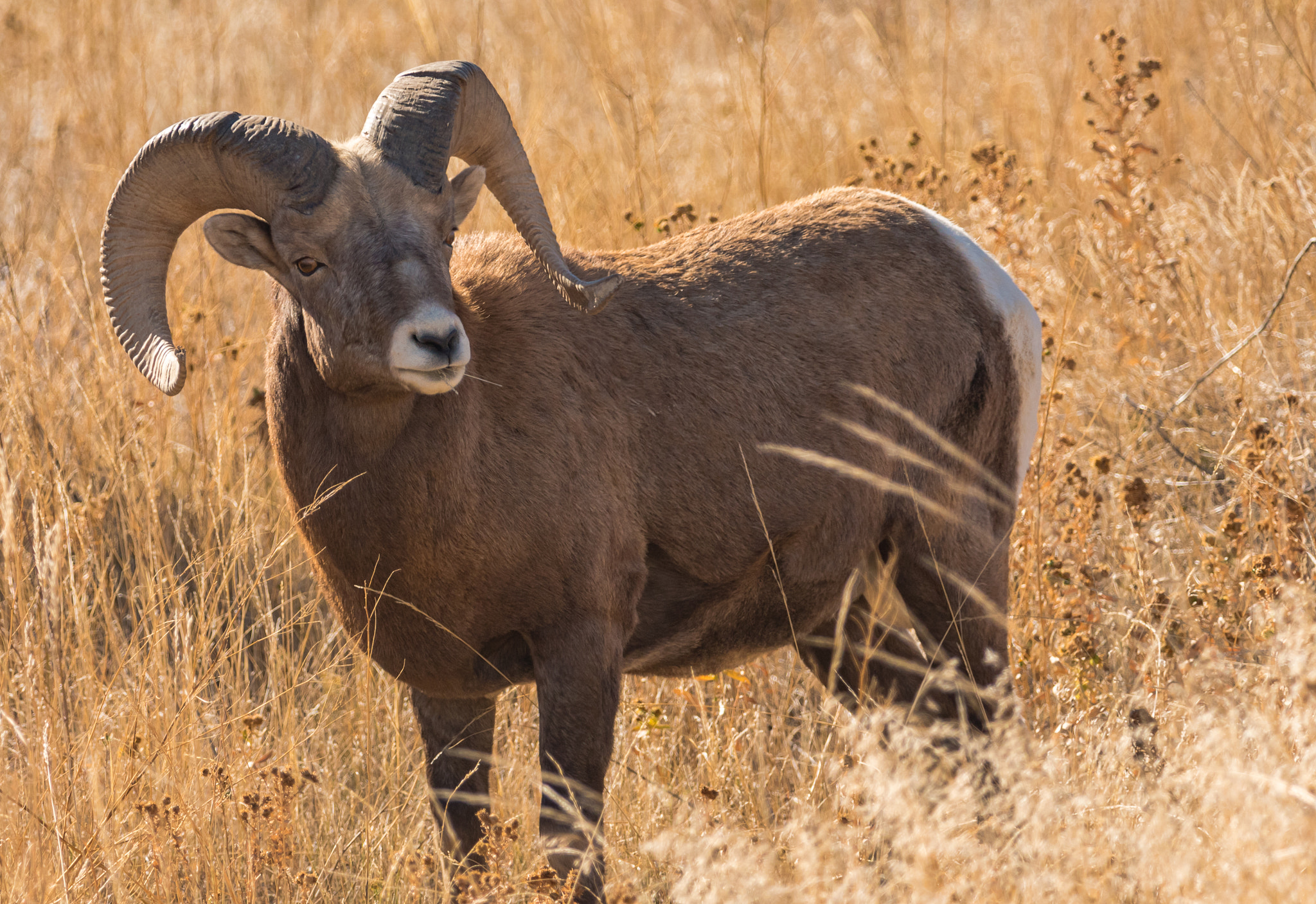 Nikon D750 sample photo. Badlands bighorn photography