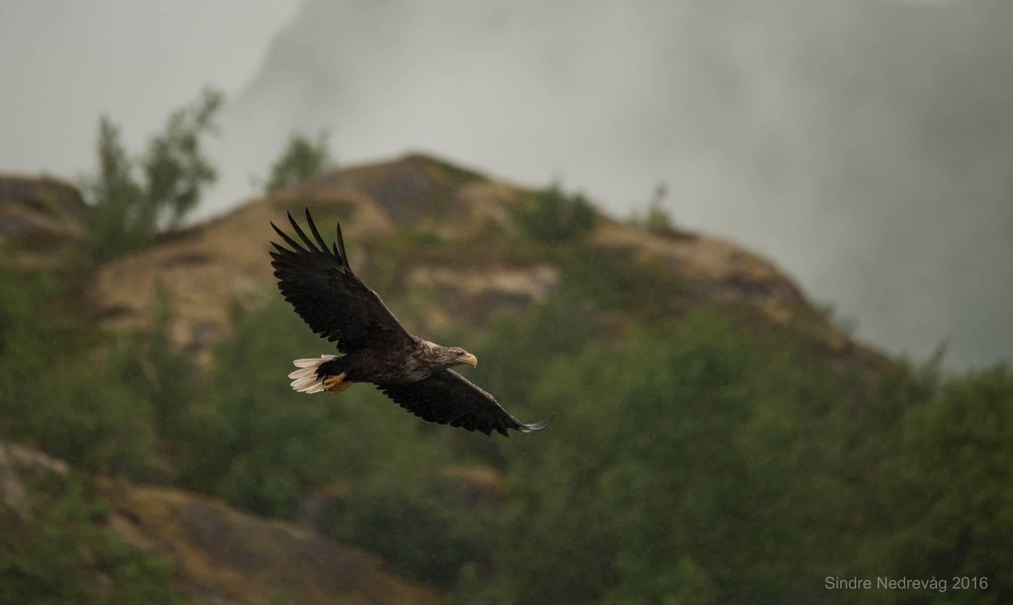 Sigma 150-500mm F5-6.3 DG OS HSM sample photo. Lofoten sea eagle photography