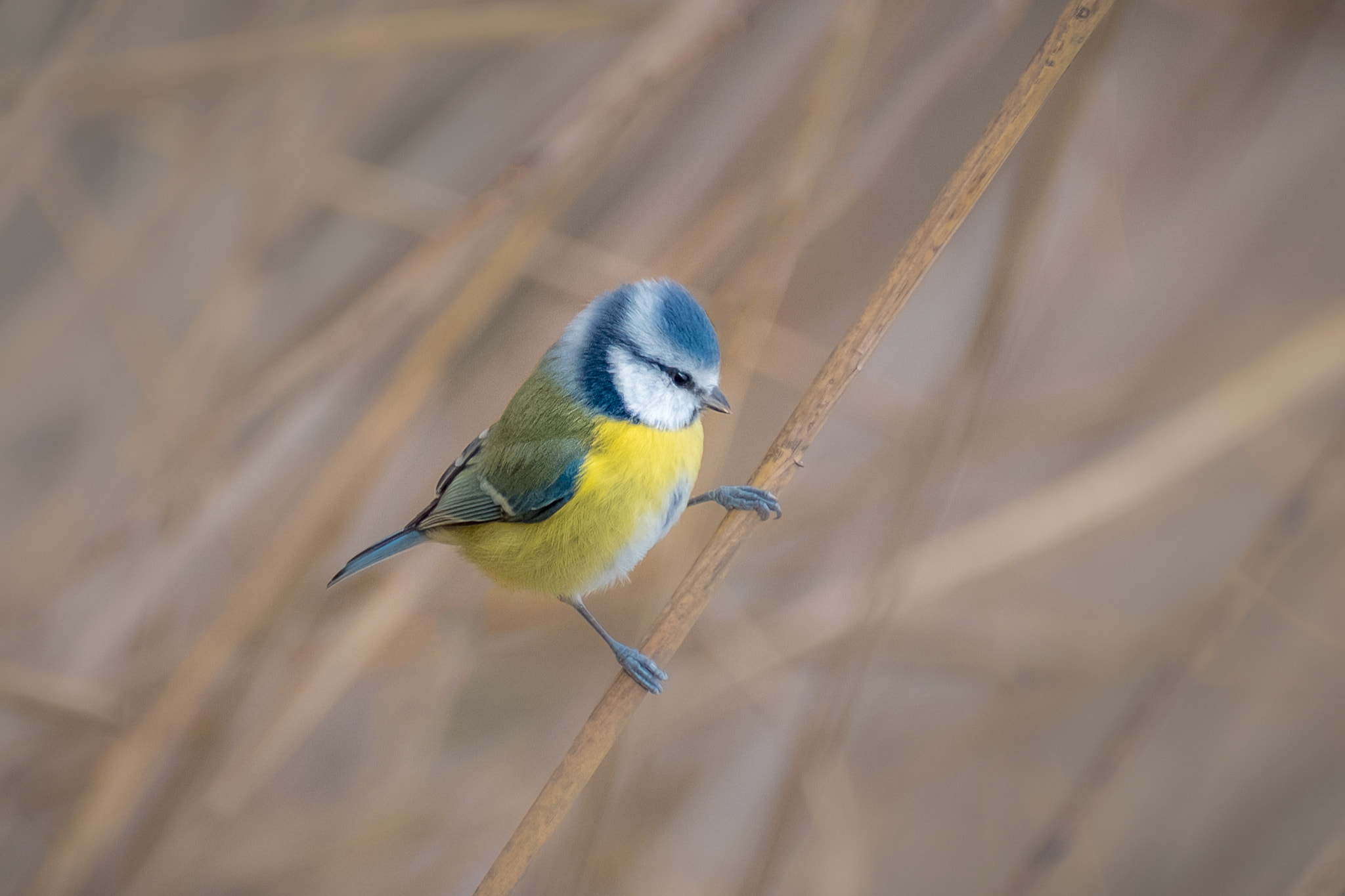 Fujifilm XF 100-400mm F4.5-5.6 R LM OIS WR sample photo. A blue tit photography