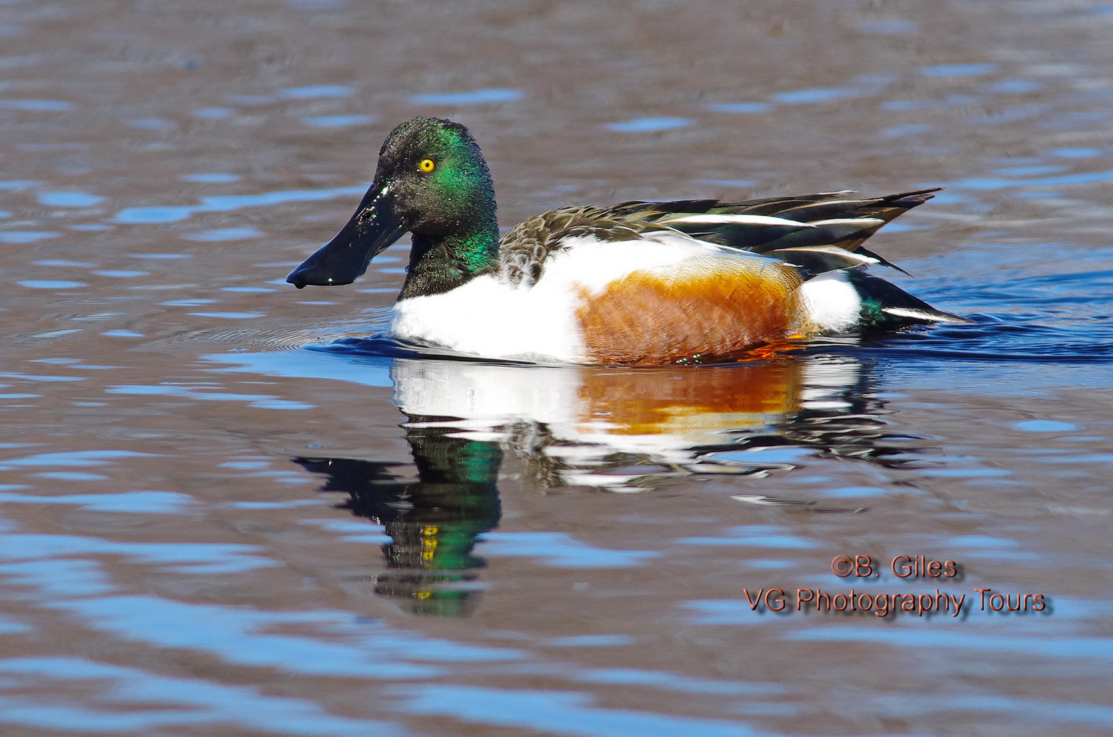Sigma 150-500mm F5-6.3 DG OS HSM sample photo. Looking good photography