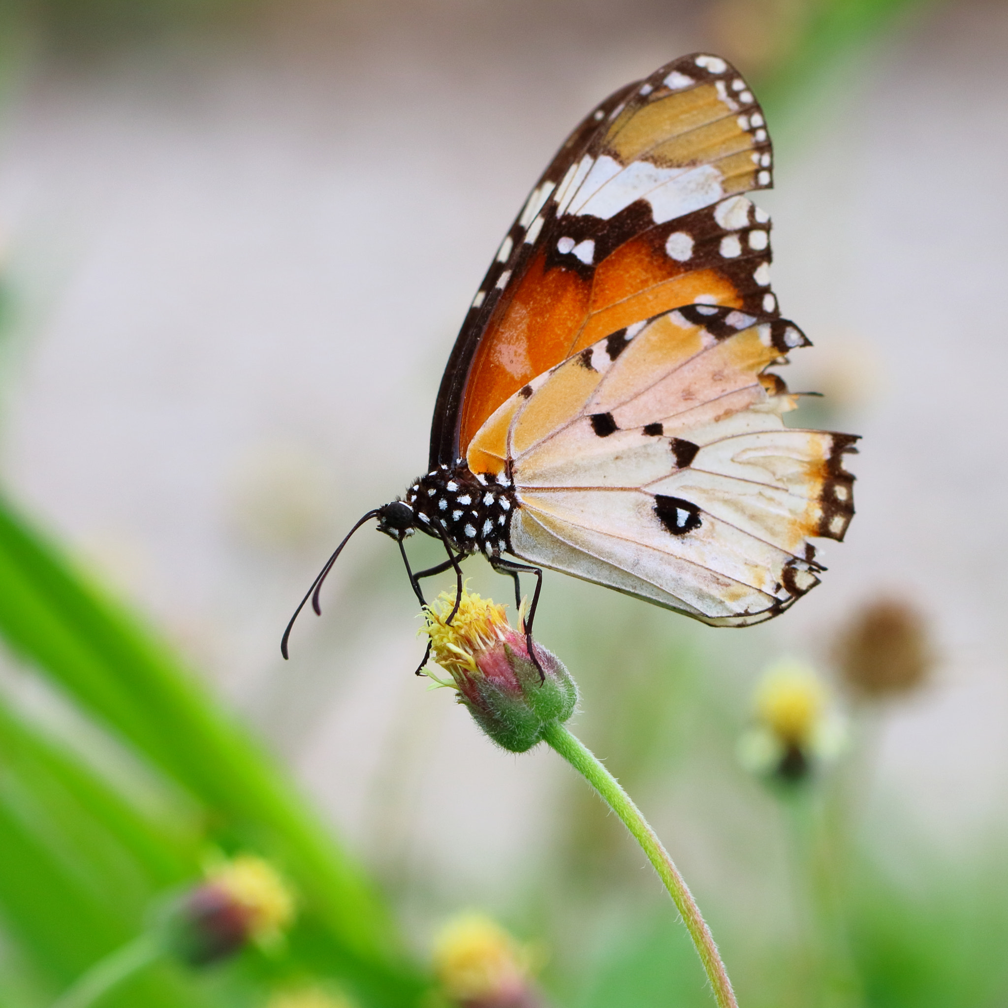 Canon EOS M3 sample photo. Beatiful butterfly photography