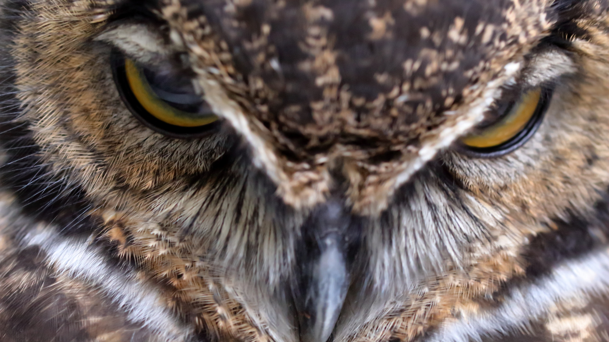 Canon EOS 700D (EOS Rebel T5i / EOS Kiss X7i) + Canon EF 100mm F2.8L Macro IS USM sample photo. Staring at you ~great horned owl~ photography