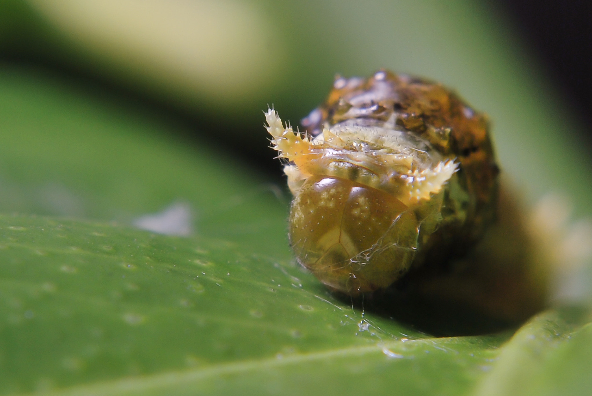 Nikon D60 + Nikon AF-S Nikkor 50mm F1.8G sample photo. Larva photography