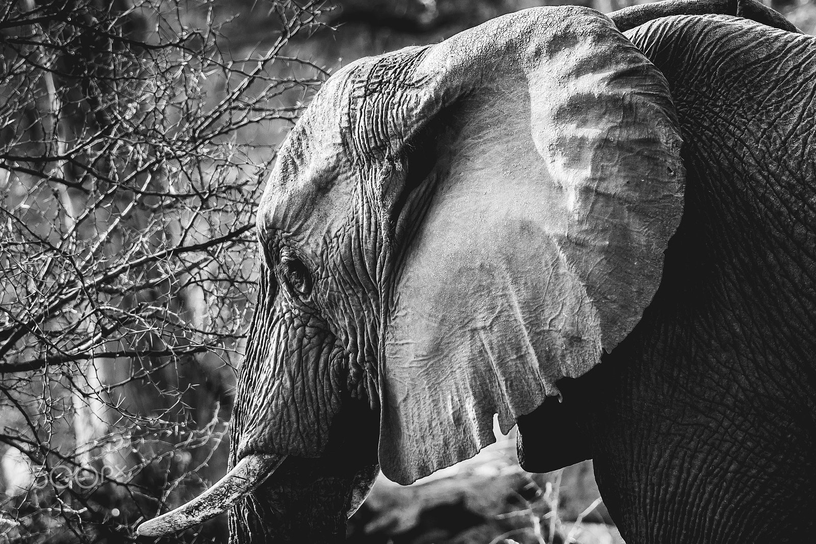 Canon EF 70-200mm F2.8L IS II USM sample photo. South africa 2016 photography