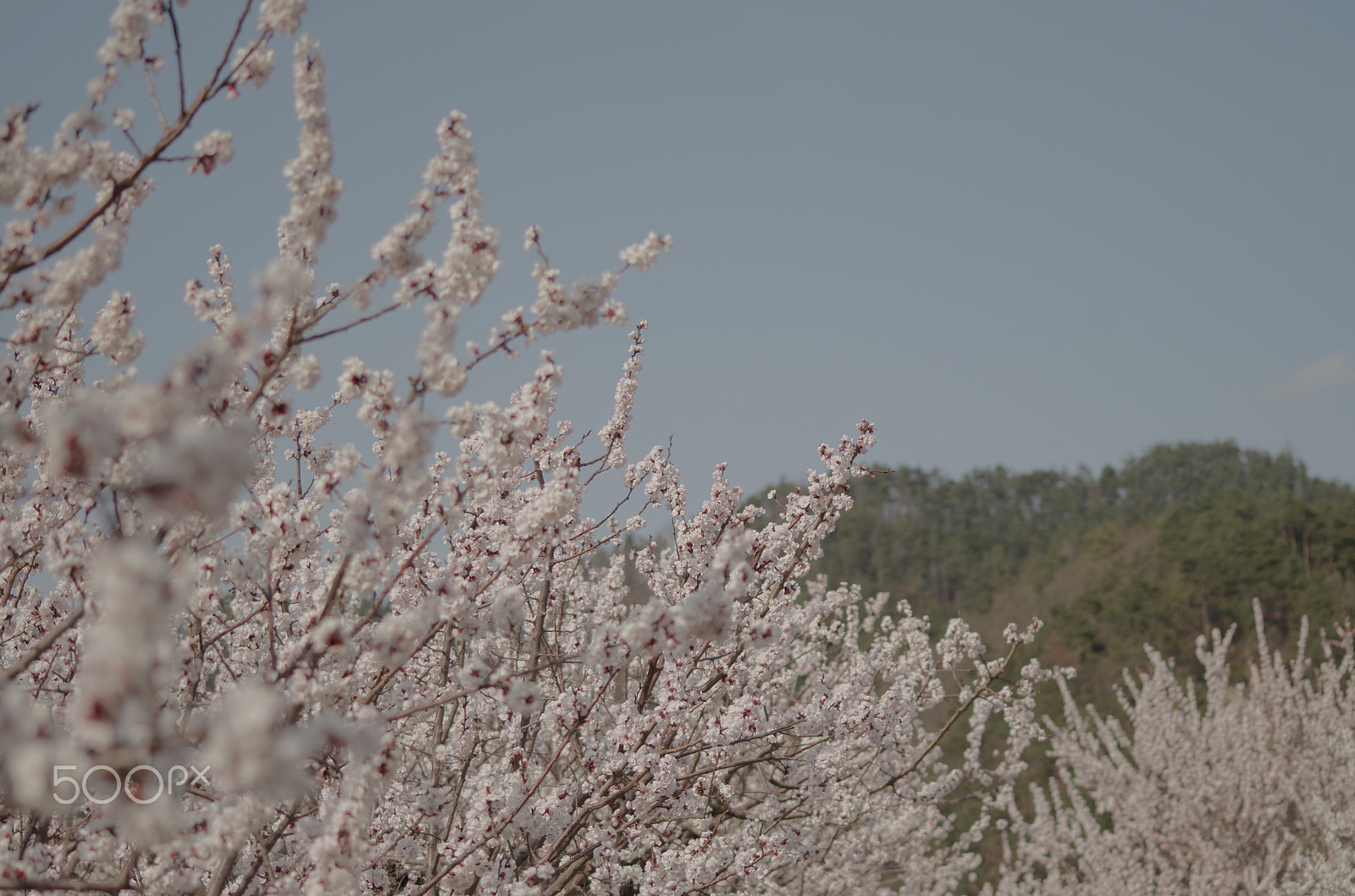 Pentax K-50 + Sigma 70-300mm F4-5.6 Macro sample photo. 杏の空 photography