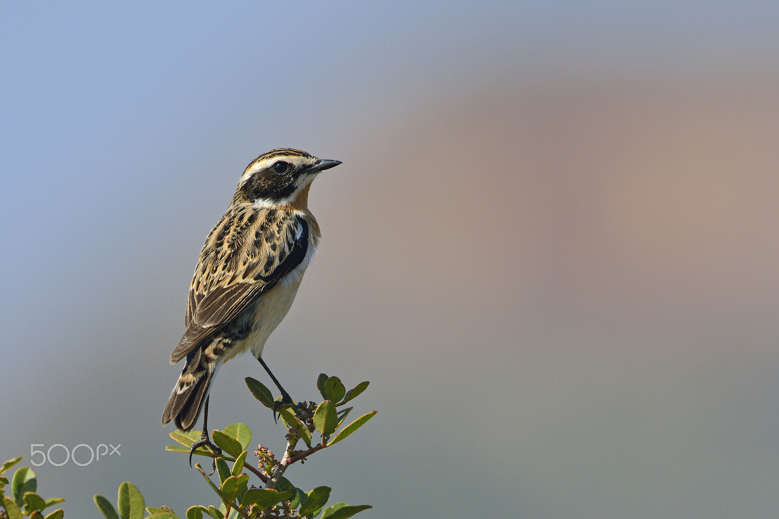 Nikon D7100 + Nikon AF-S Nikkor 500mm F4G ED VR sample photo. Winchat photography