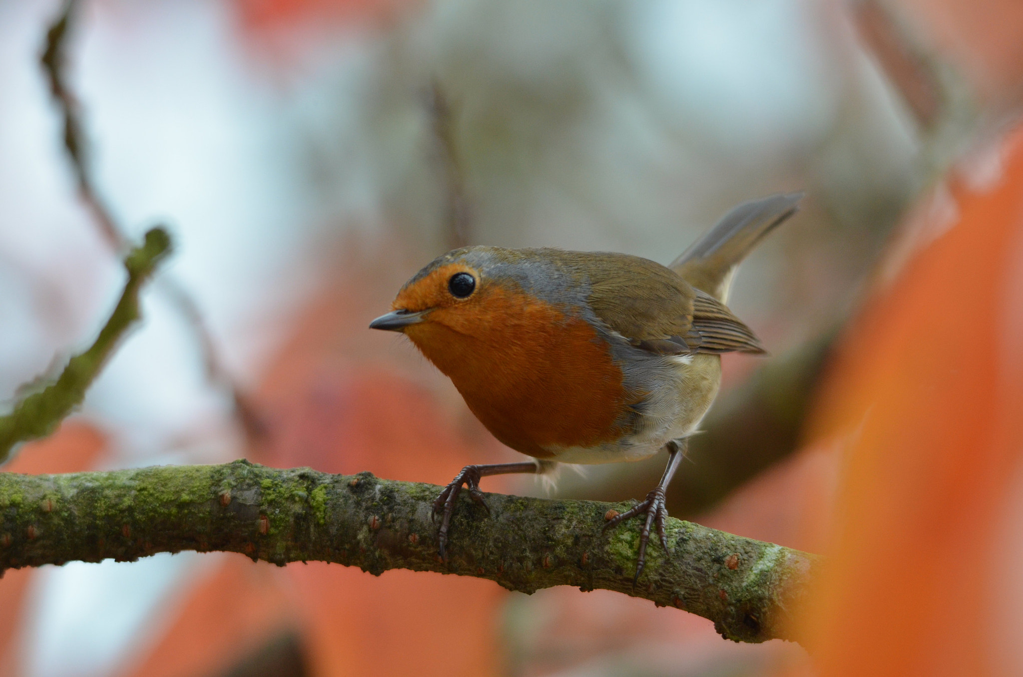 Sigma 150-500mm F5-6.3 DG OS HSM sample photo. Inquisitive  photography