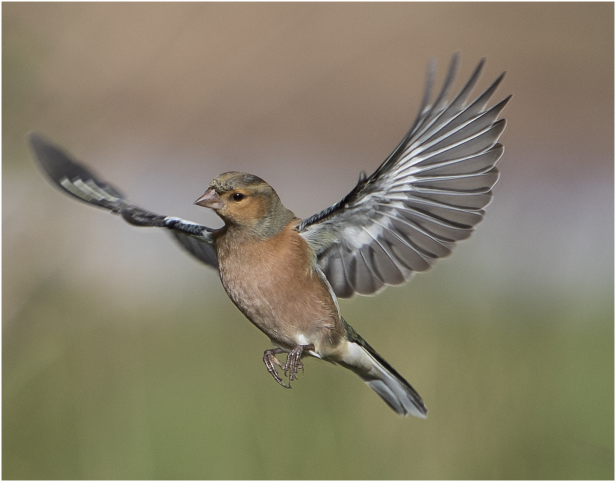 Canon EF 70-200mm F2.8L IS USM sample photo. Chaffinch photography