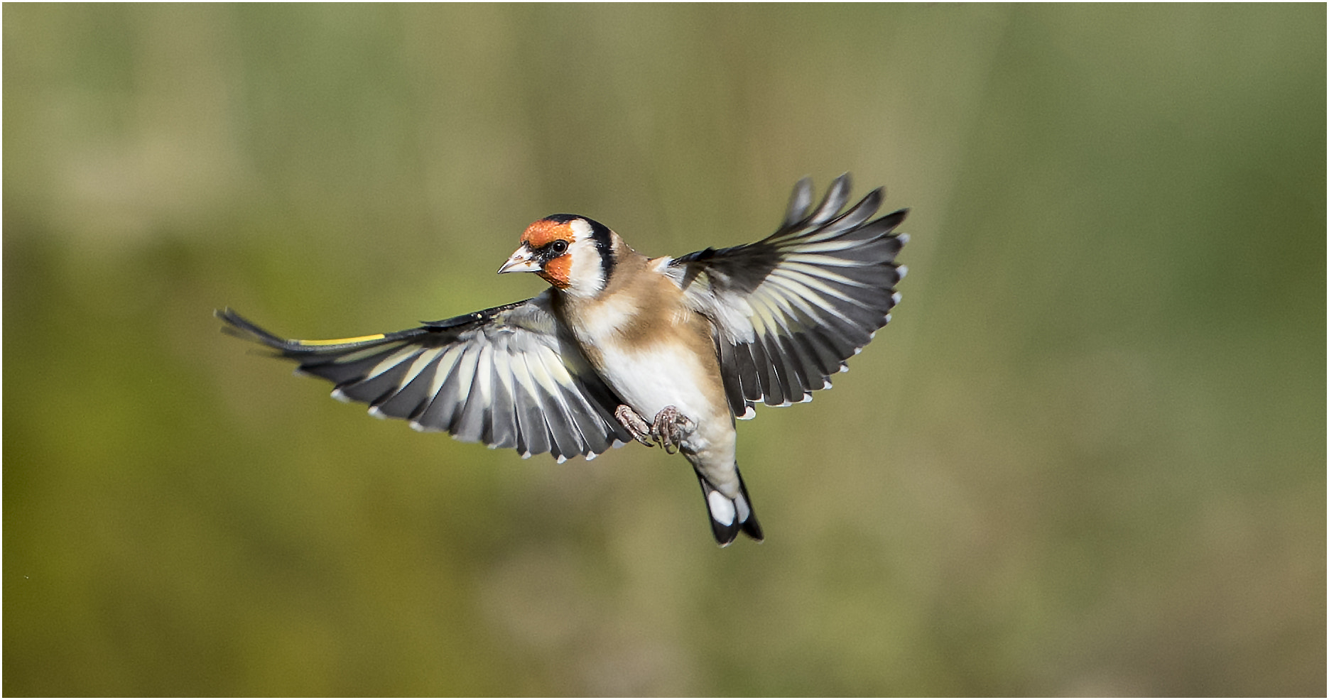 Canon EOS-1D X Mark II + Canon EF 70-200mm F2.8L IS USM sample photo. Gold finch photography