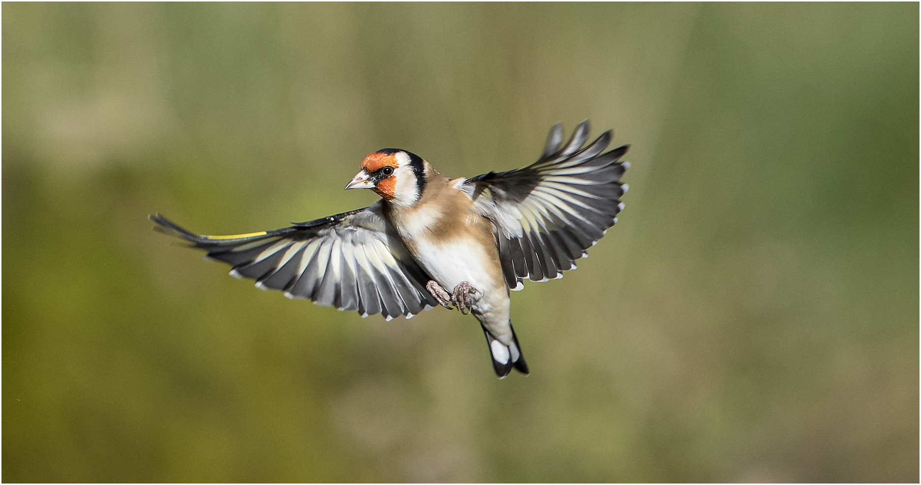 Canon EF 70-200mm F2.8L IS USM sample photo. Gold finch photography