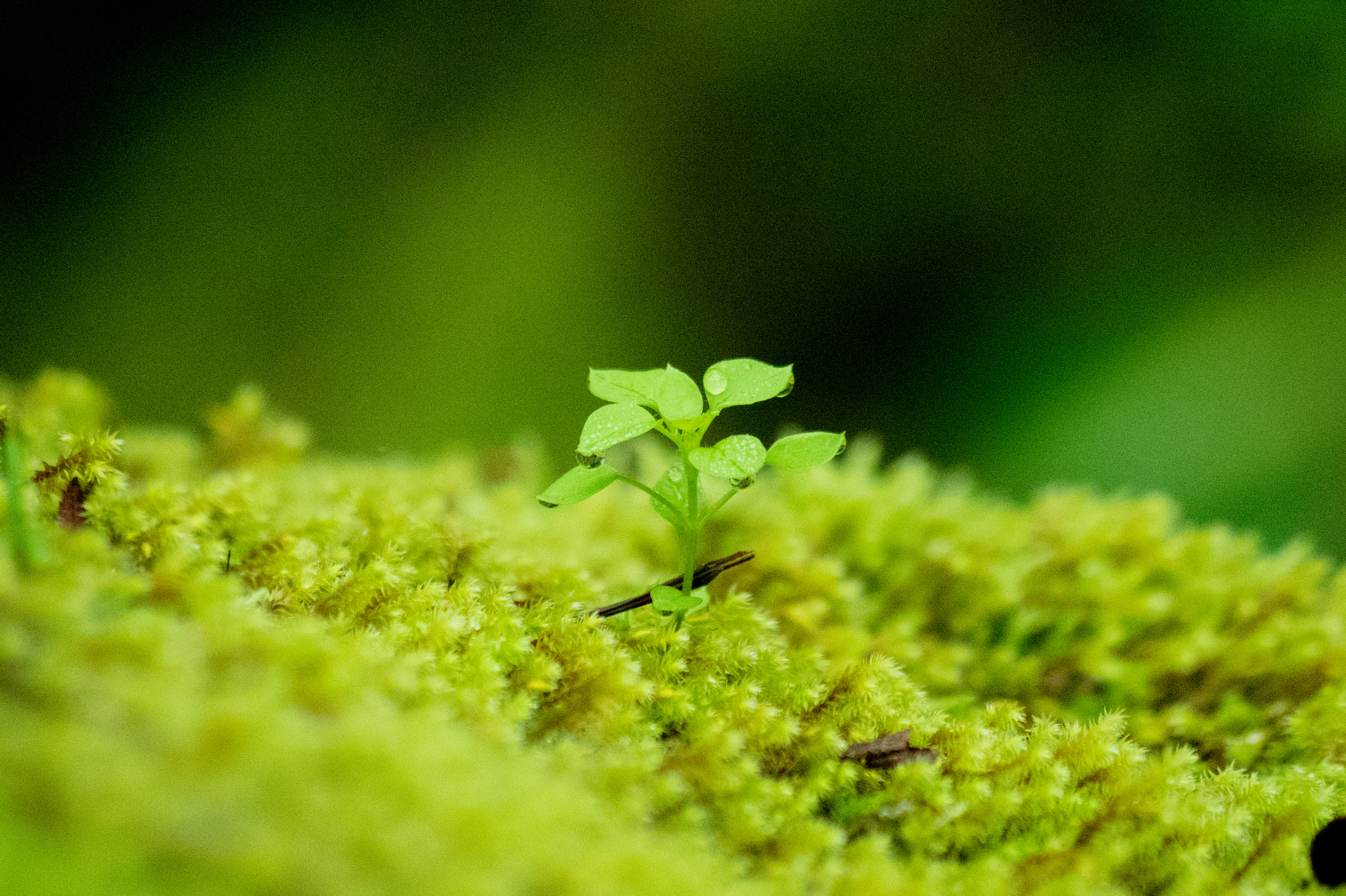 Pentax K-S2 sample photo. After the rain photography