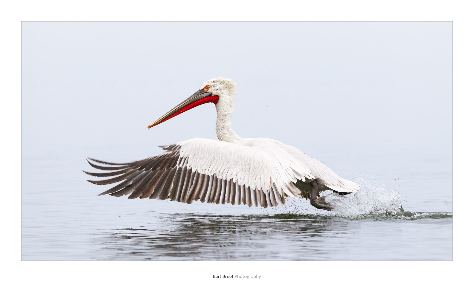 Canon EOS-1D Mark IV sample photo. Dalmatian pelican (pelecanus crispus) taking off photography