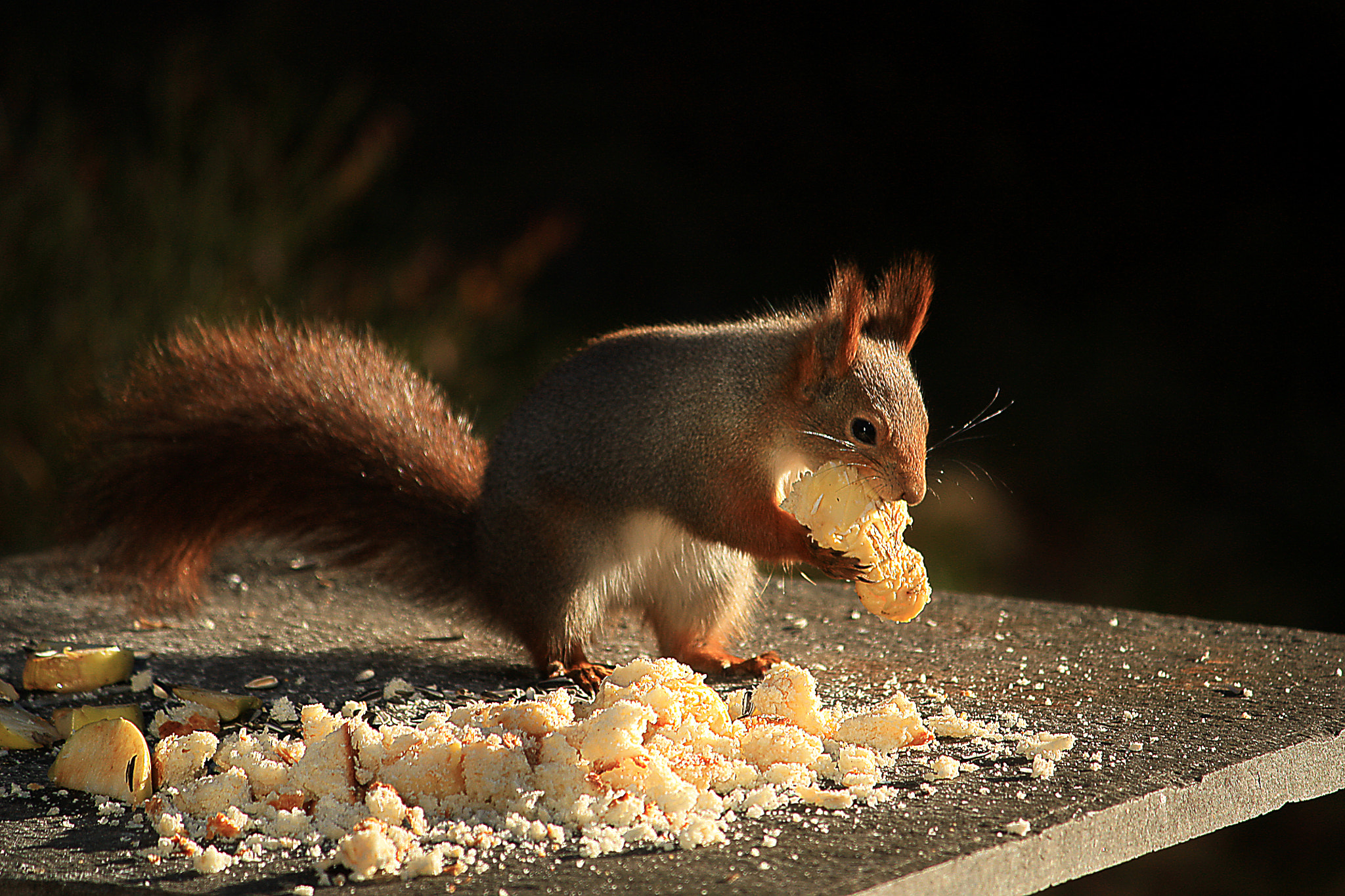 Canon EF-S 55-250mm F4-5.6 IS sample photo. Ekorn photography