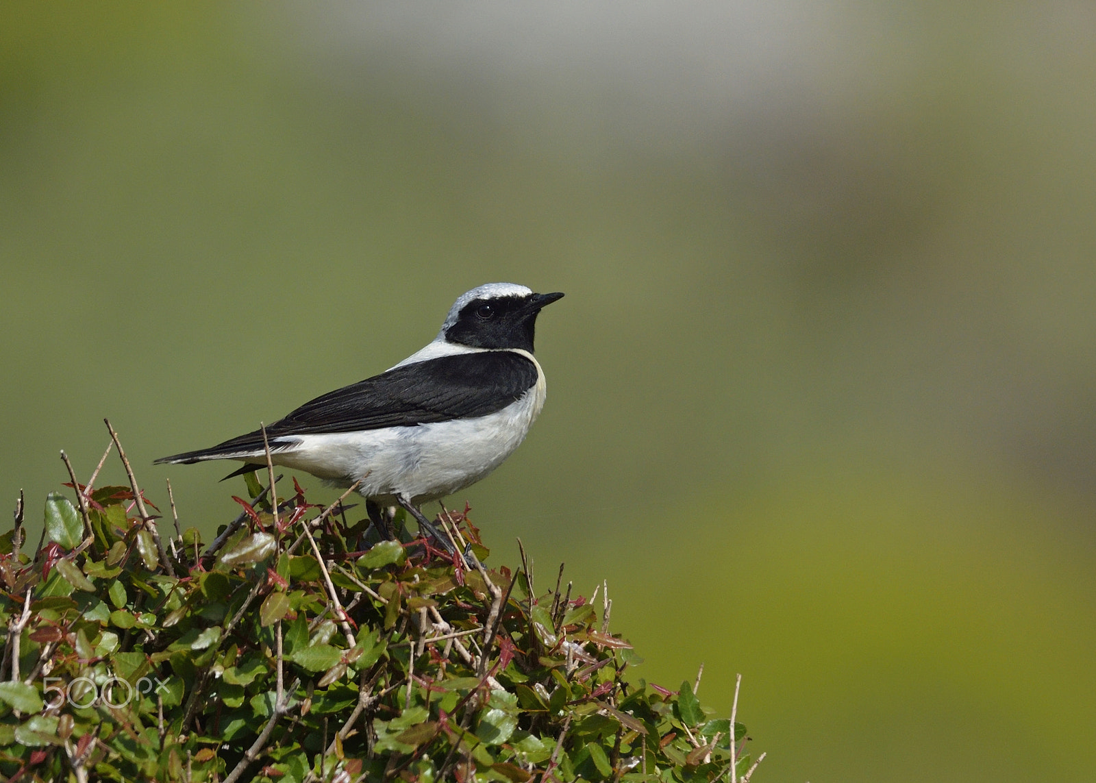 Nikon D7100 + Nikon AF-S Nikkor 500mm F4G ED VR sample photo. Black-eared wheatear photography