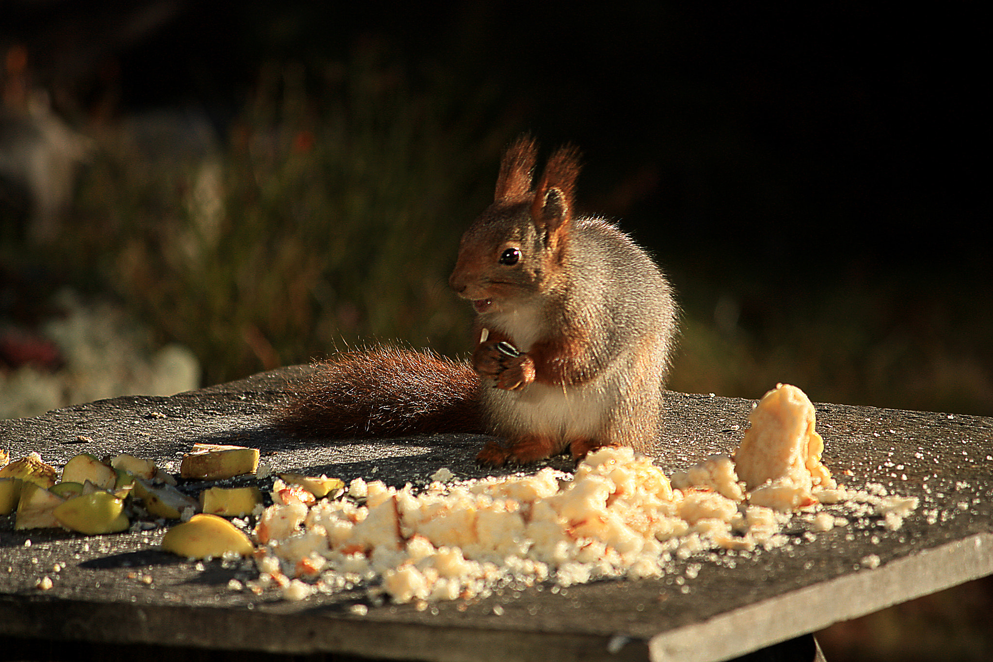 Canon EF-S 55-250mm F4-5.6 IS sample photo. Ekornt photography