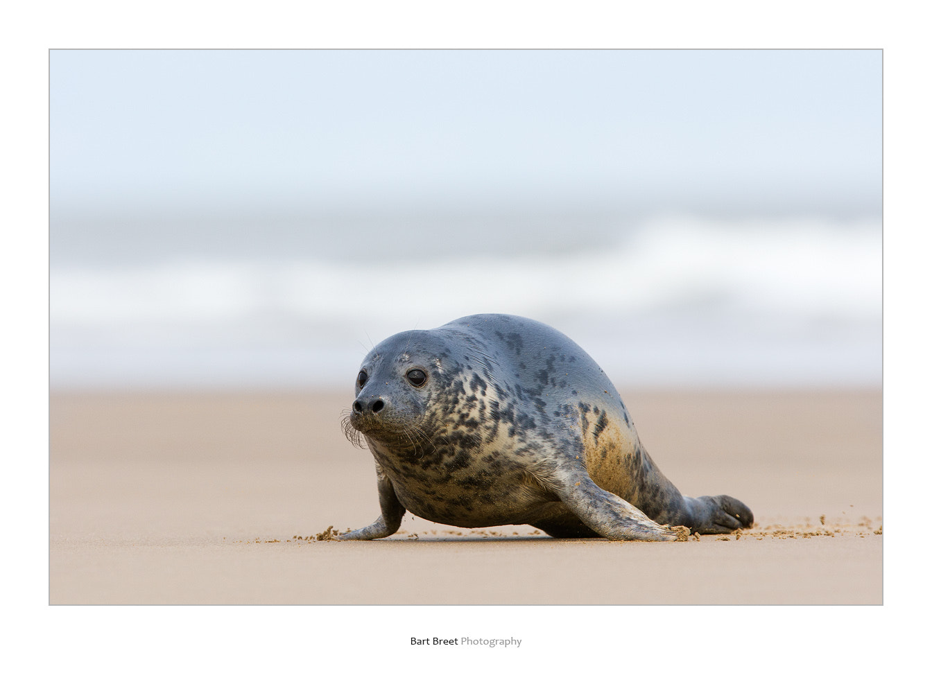 Canon EOS-1D Mark III sample photo. Grey seal (halichoerus grypus) on beach photography