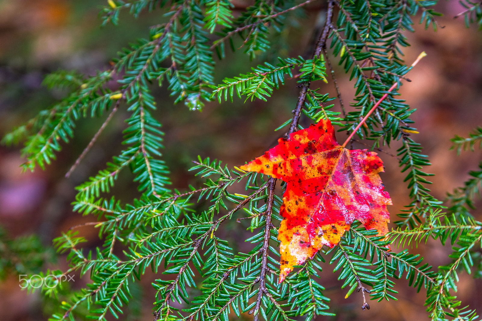 Canon EF 28-135mm F3.5-5.6 IS USM sample photo. New england nature photography