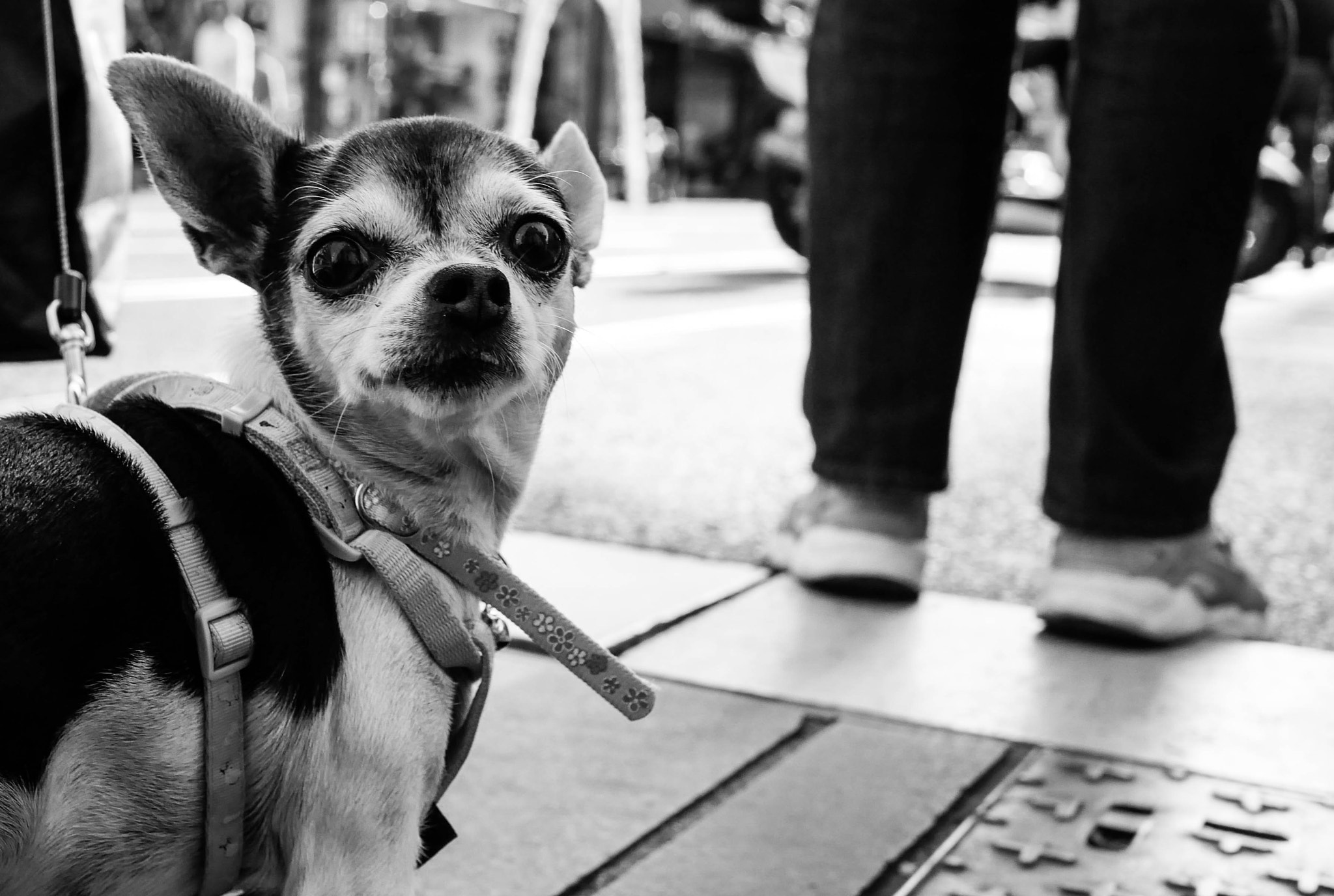 Panasonic Lumix DMC-GX85 (Lumix DMC-GX80 / Lumix DMC-GX7 Mark II) + LUMIX G 20/F1.7 II sample photo. Gotcha photography
