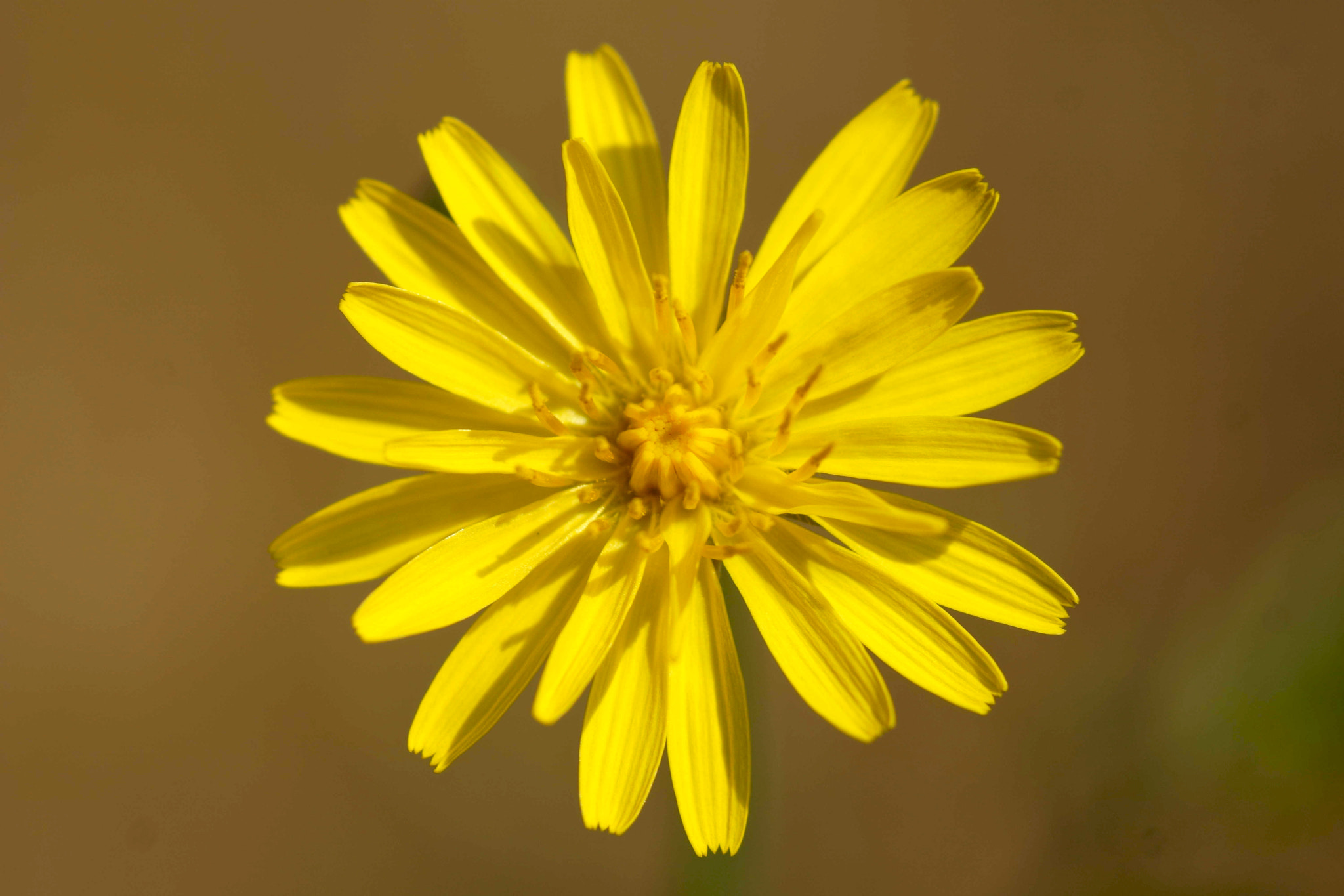 Sony a6000 + Tamron SP AF 90mm F2.8 Di Macro sample photo. Sol de otoño photography