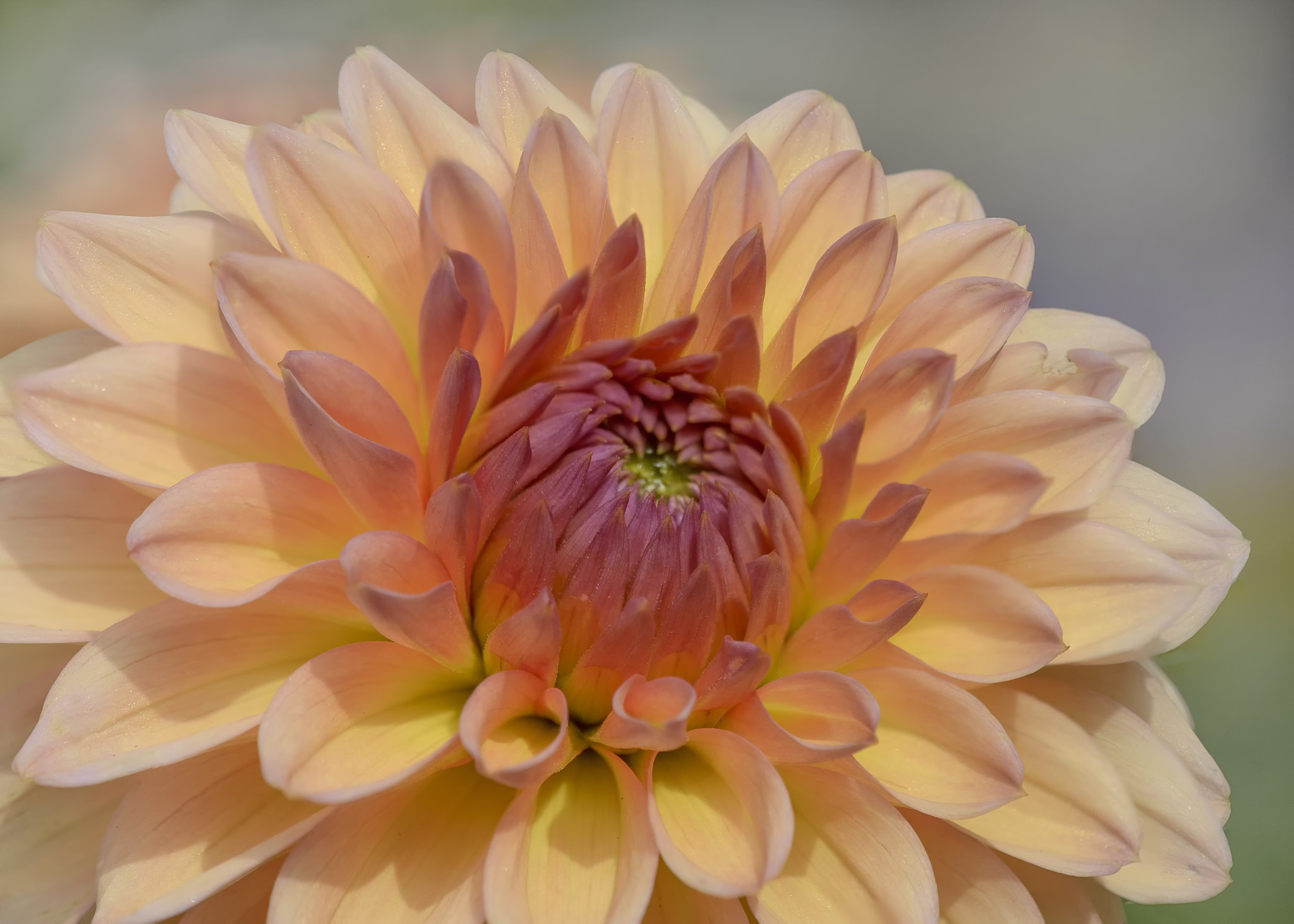 Nikon AF-S DX Micro-Nikkor 85mm F3.5G ED VR sample photo. Dahlia photography
