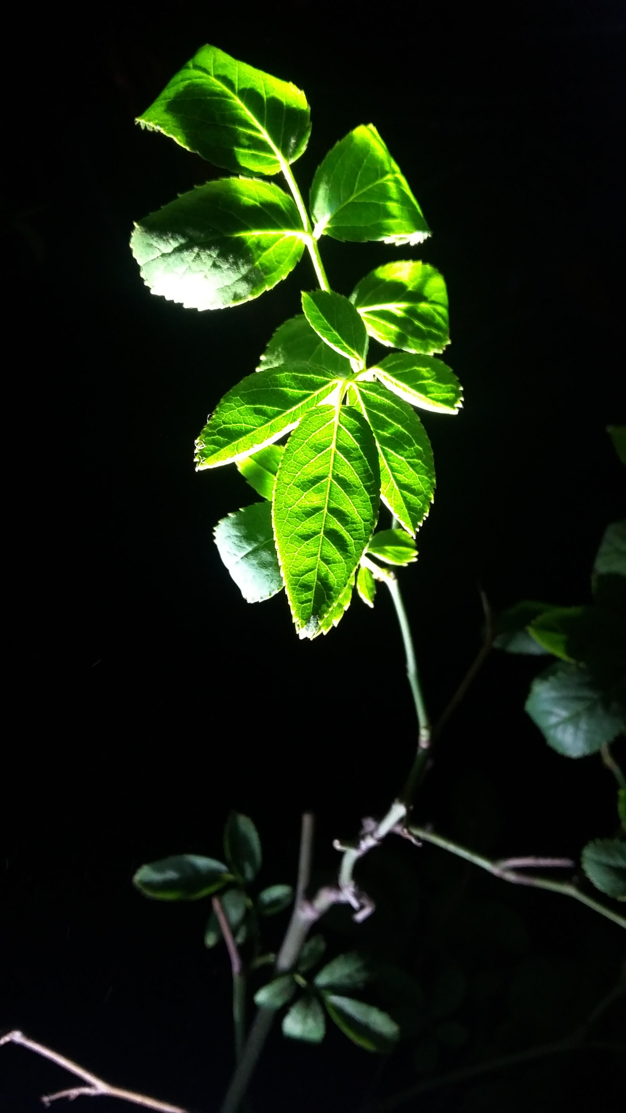 Samsung Galaxy E5 sample photo. Leaf  photography