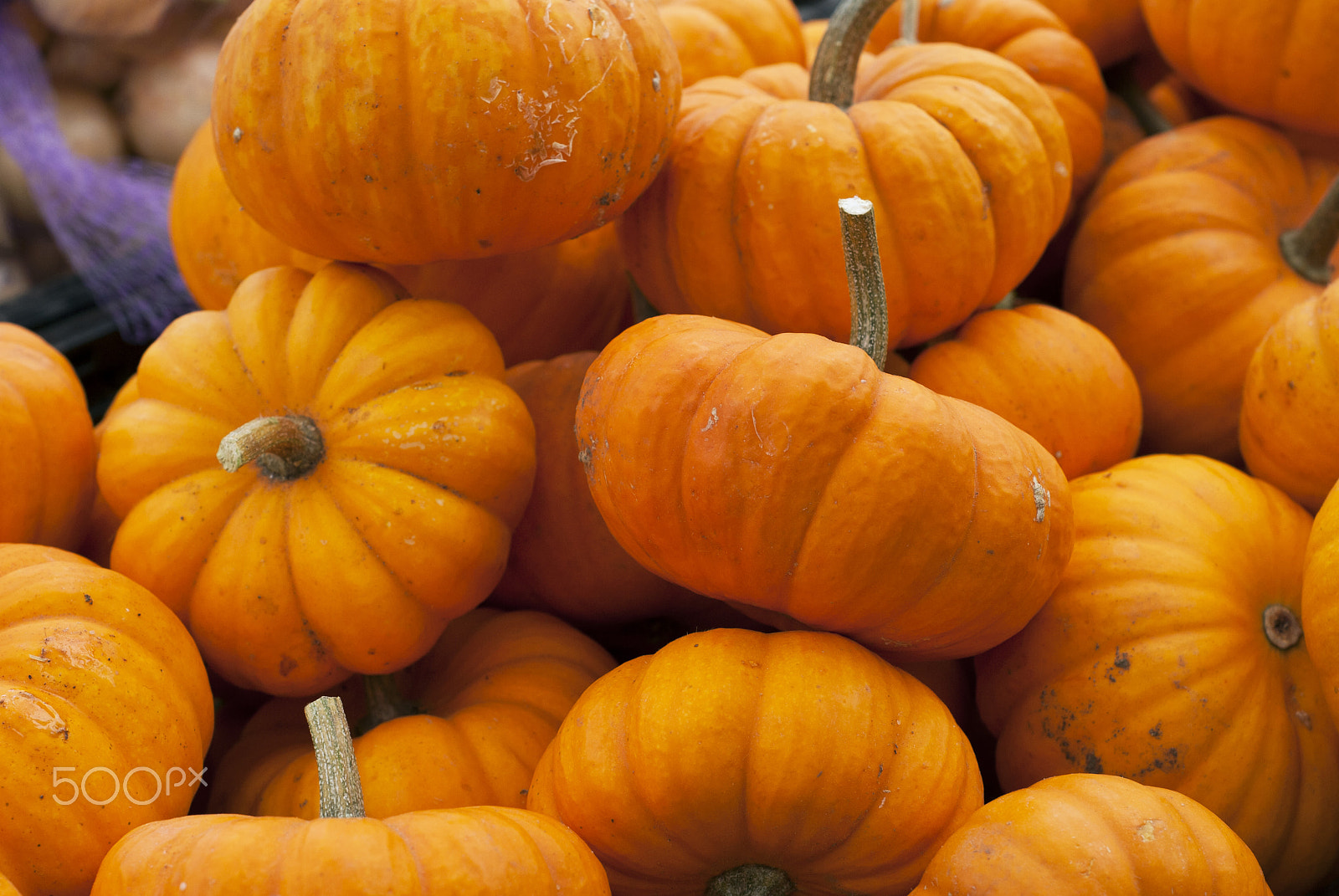 Nikon D60 + Nikon AF Nikkor 50mm F1.8D sample photo. Tiny pumpkins photography