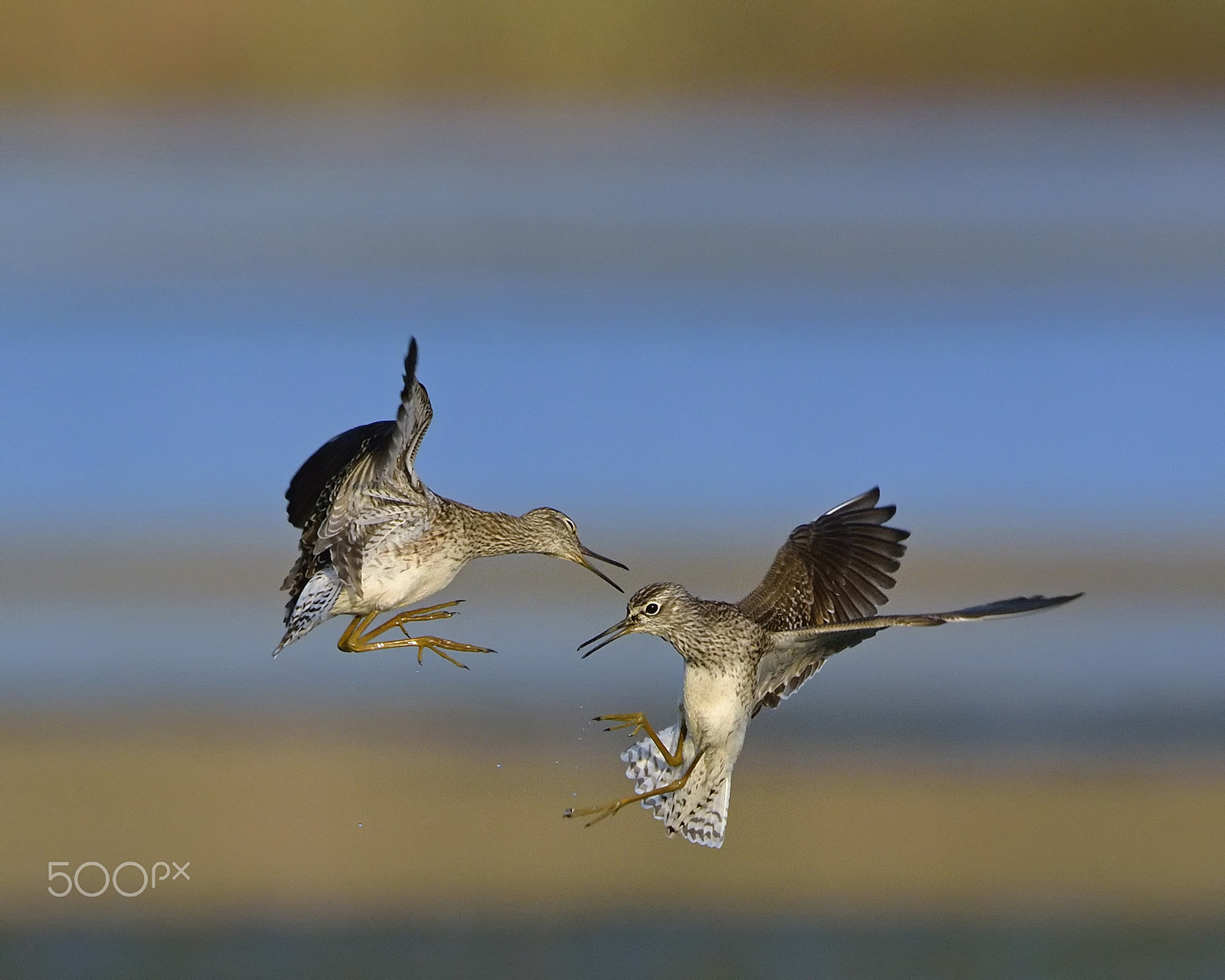 Nikon D7100 + Nikon AF-S Nikkor 500mm F4G ED VR sample photo. Wood sandpiper photography