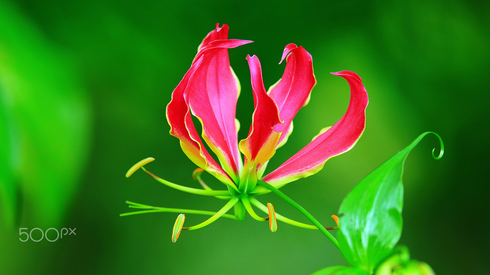 Tamron SP 150-600mm F5-6.3 Di VC USD sample photo. Botanical garden photography
