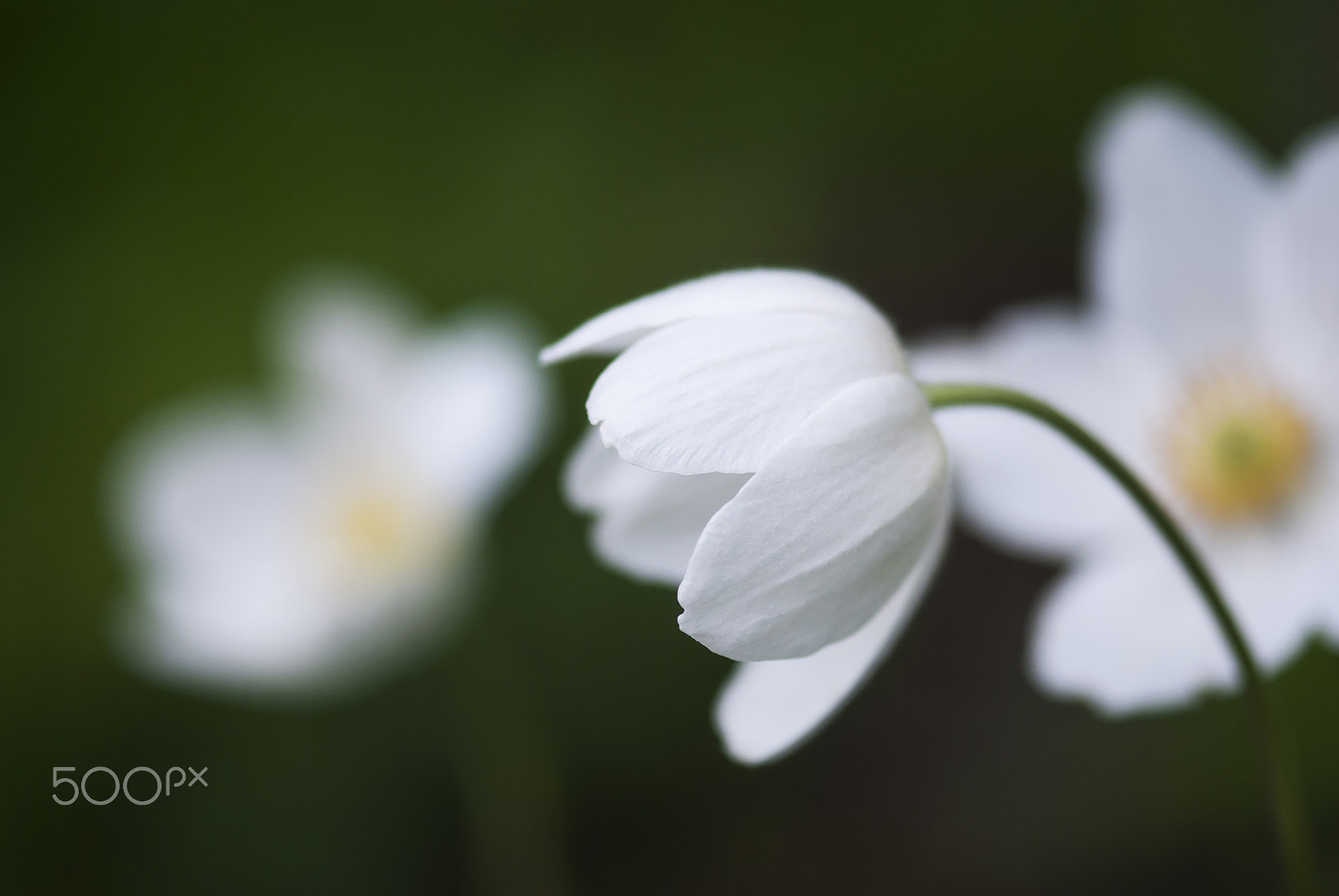 Nikon AF-S Micro-Nikkor 105mm F2.8G IF-ED VR sample photo. Wood anemone photography