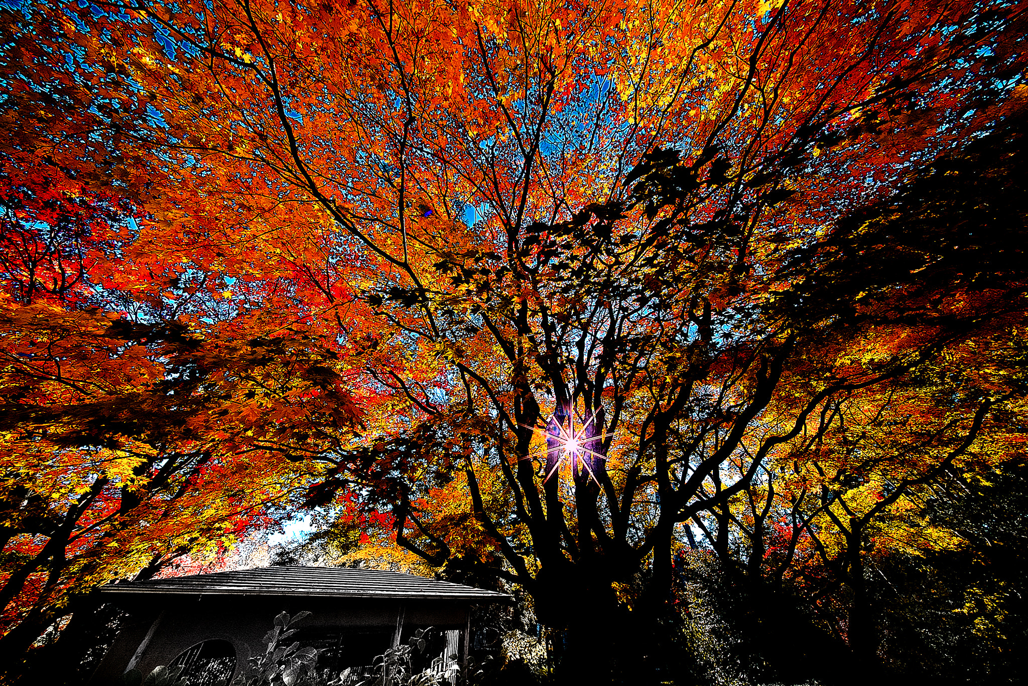 E 10mm F5.6 sample photo. Autumn in the japanese garden photography