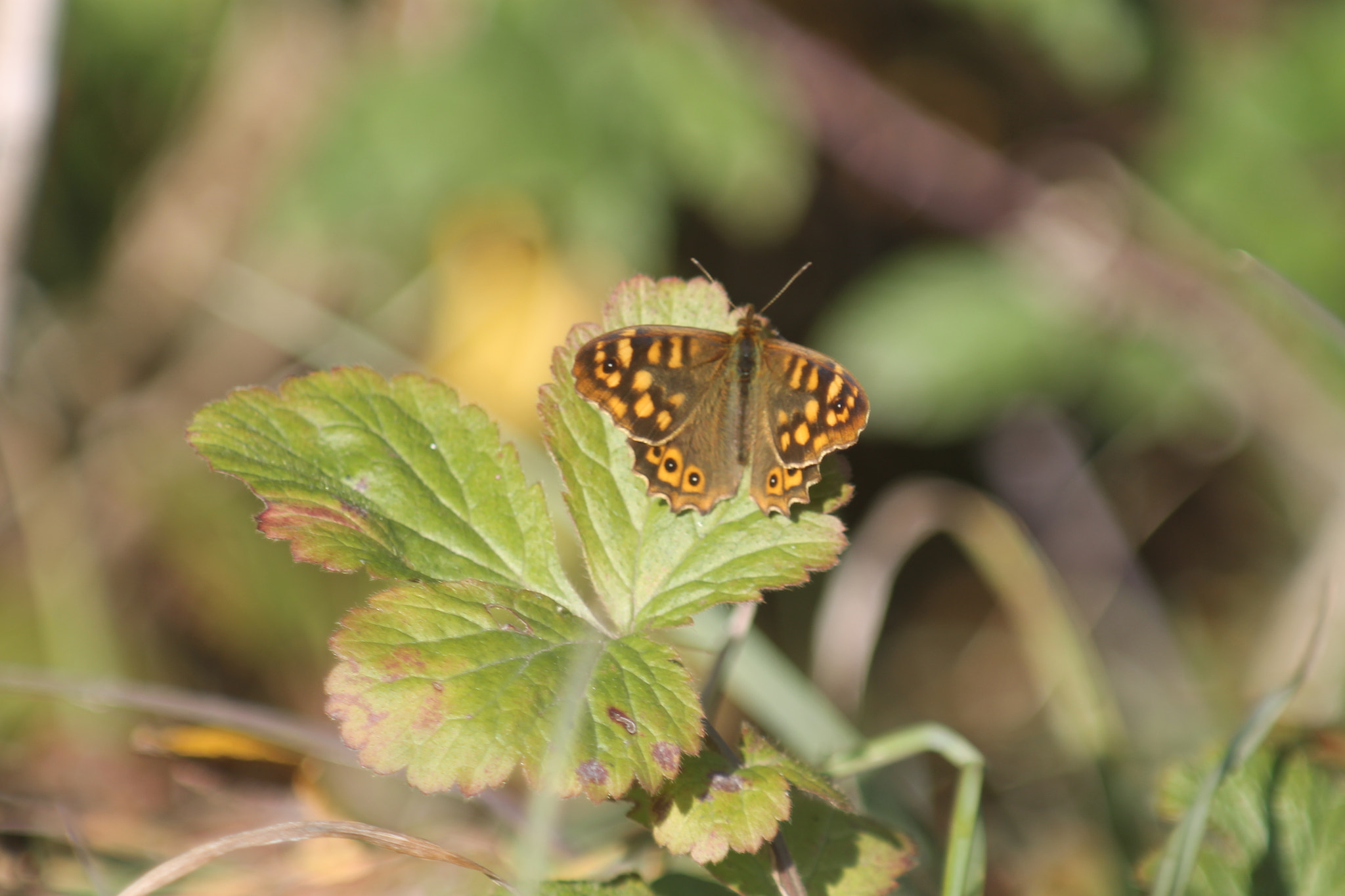 Canon EF 80-200mm F4.5-5.6 II sample photo. Le tircis photography