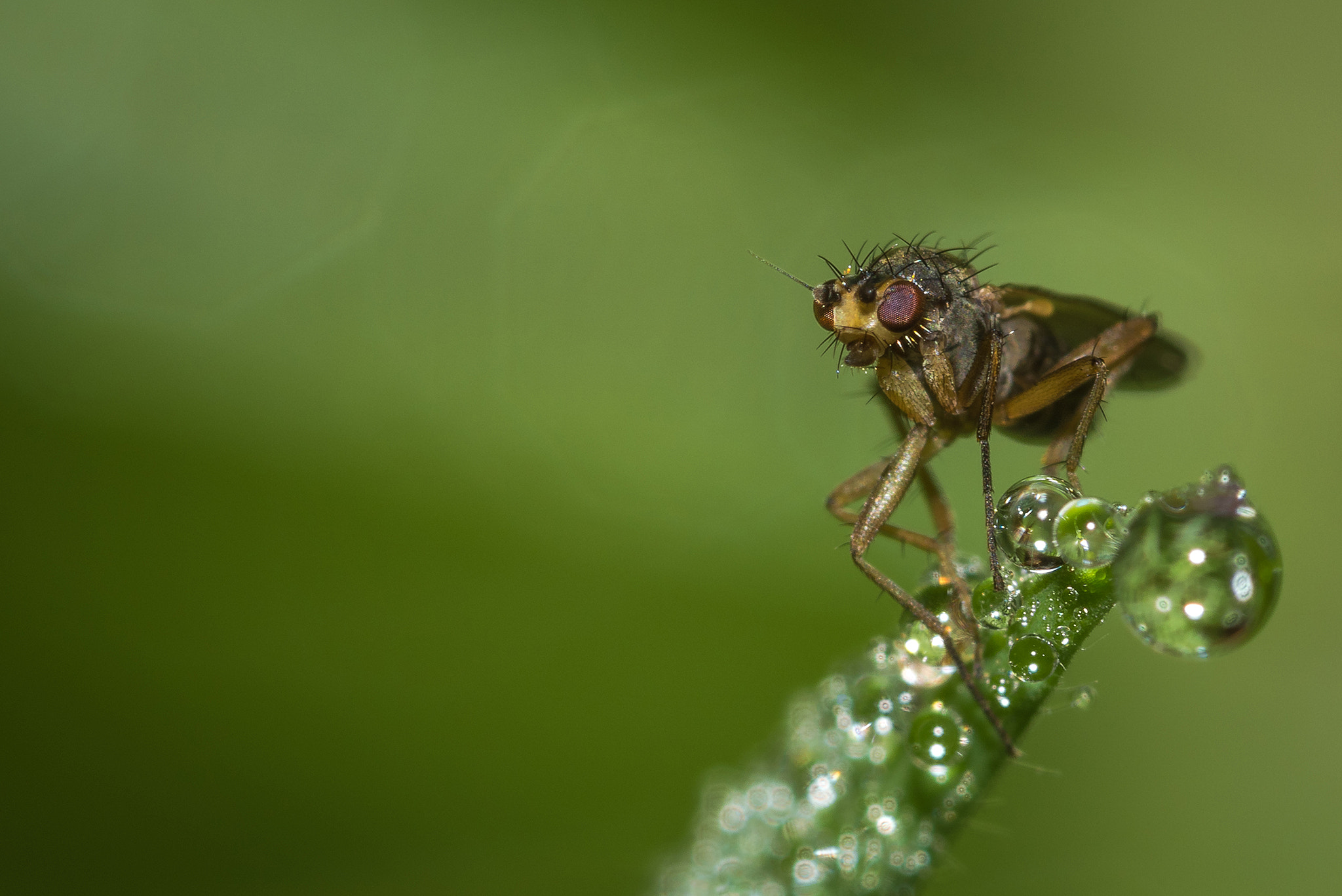 Nikon D810 + Nikon AF Micro-Nikkor 200mm F4D ED-IF sample photo. Stay away from my drops... photography