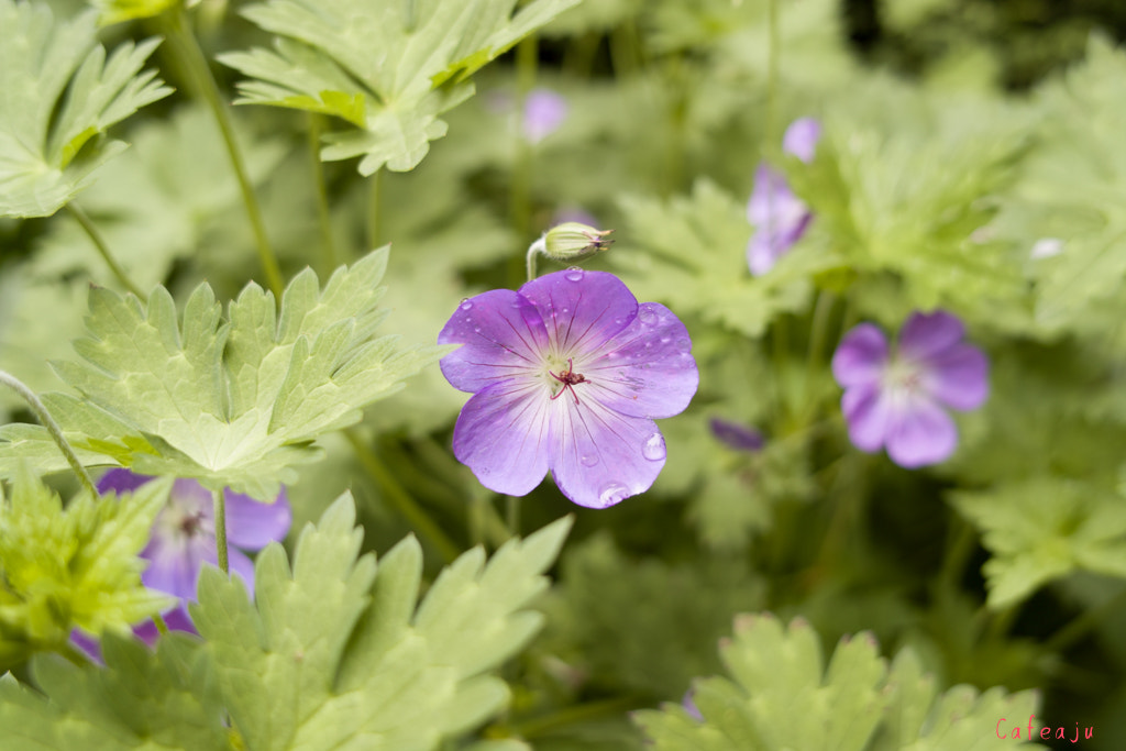 Sigma DP2 sample photo. Violet photography