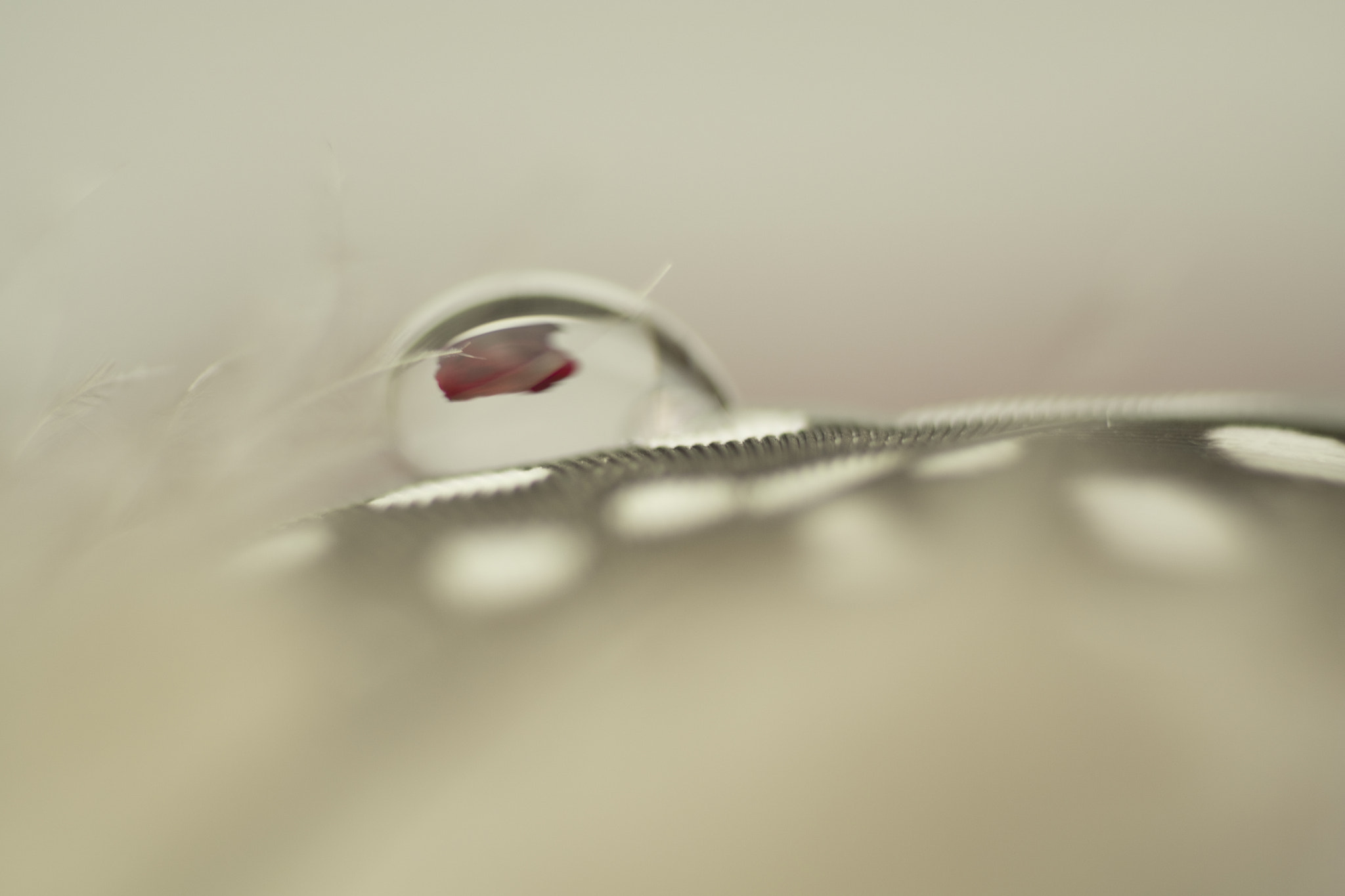 Fujifilm X-Pro2 + Fujifilm XF 60mm F2.4 R Macro sample photo