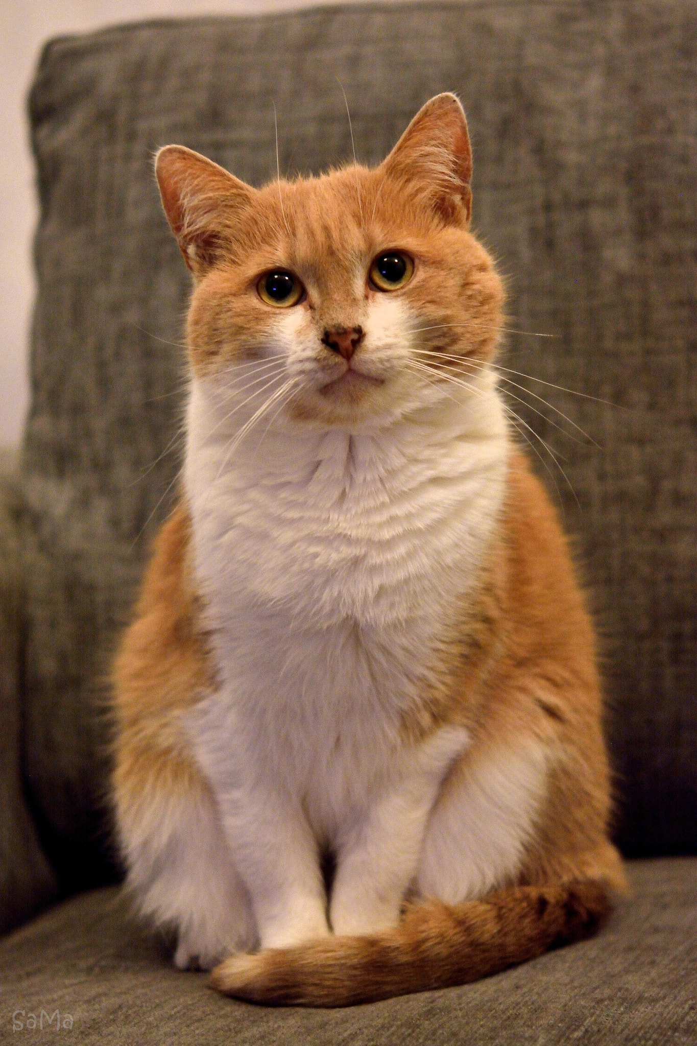 Nikon AF-S Micro-Nikkor 60mm F2.8G ED sample photo. Little predator photography
