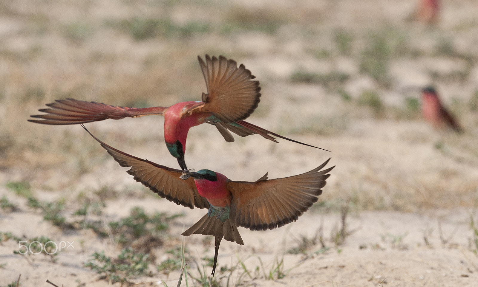 Canon EF 400mm F2.8L IS USM sample photo. Squabbling photography