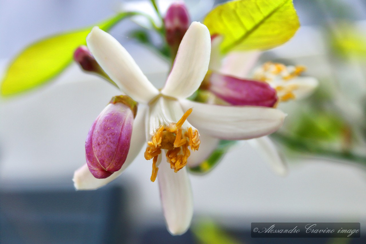 Canon EF-S 18-55mm F3.5-5.6 II sample photo. Lemon flower photography